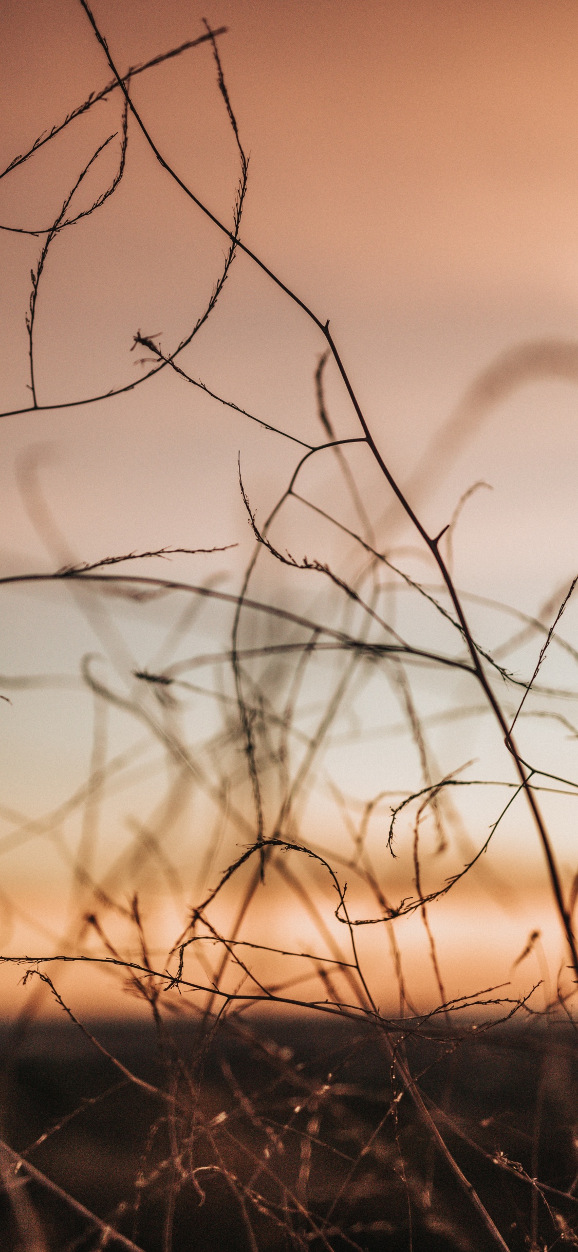 Sucursal, Ramita, Naranja, Ambiente, Mañana. Wallpaper in 1125x2436 Resolution