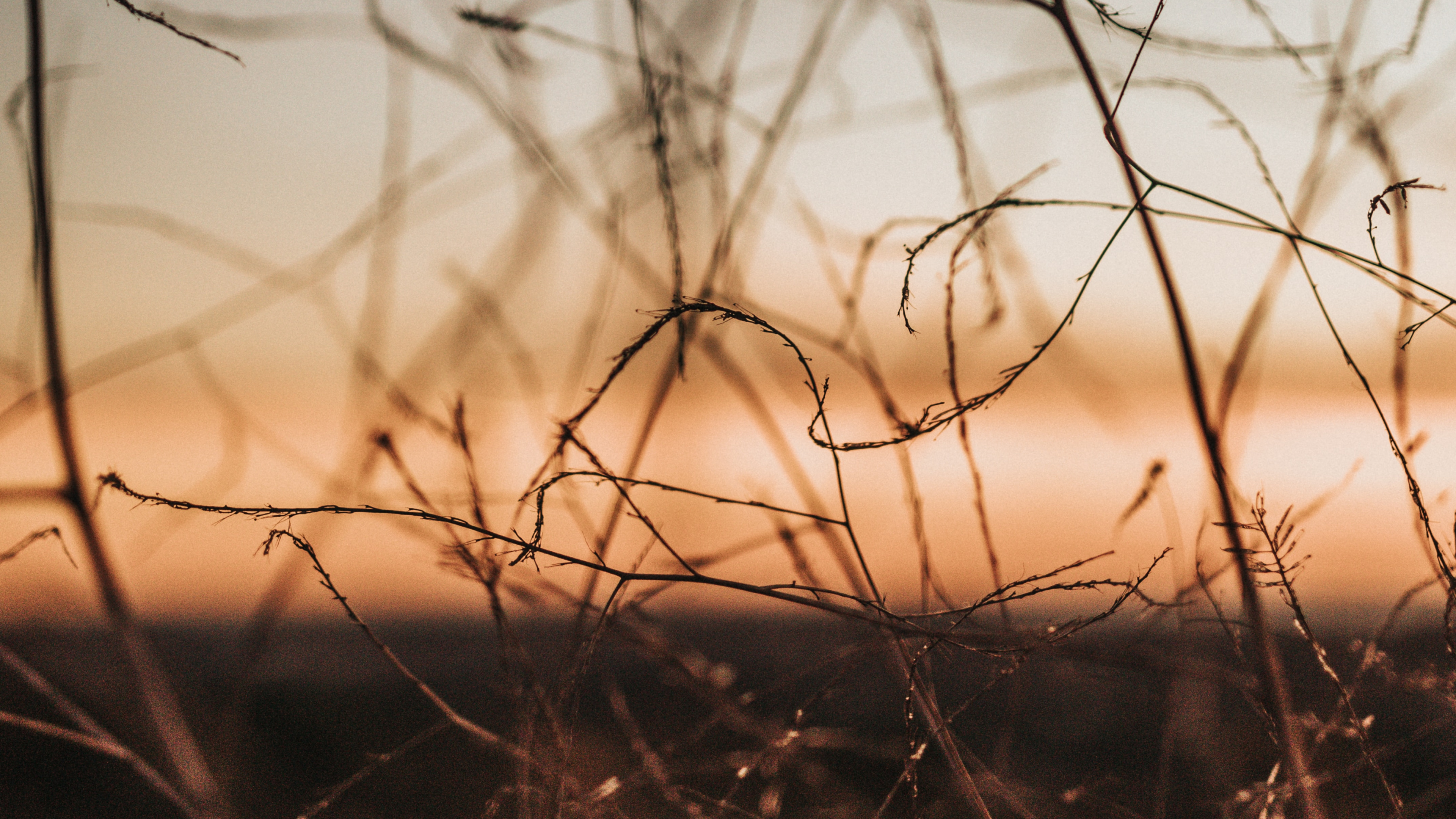 Sucursal, Ramita, Naranja, Ambiente, Mañana. Wallpaper in 3840x2160 Resolution