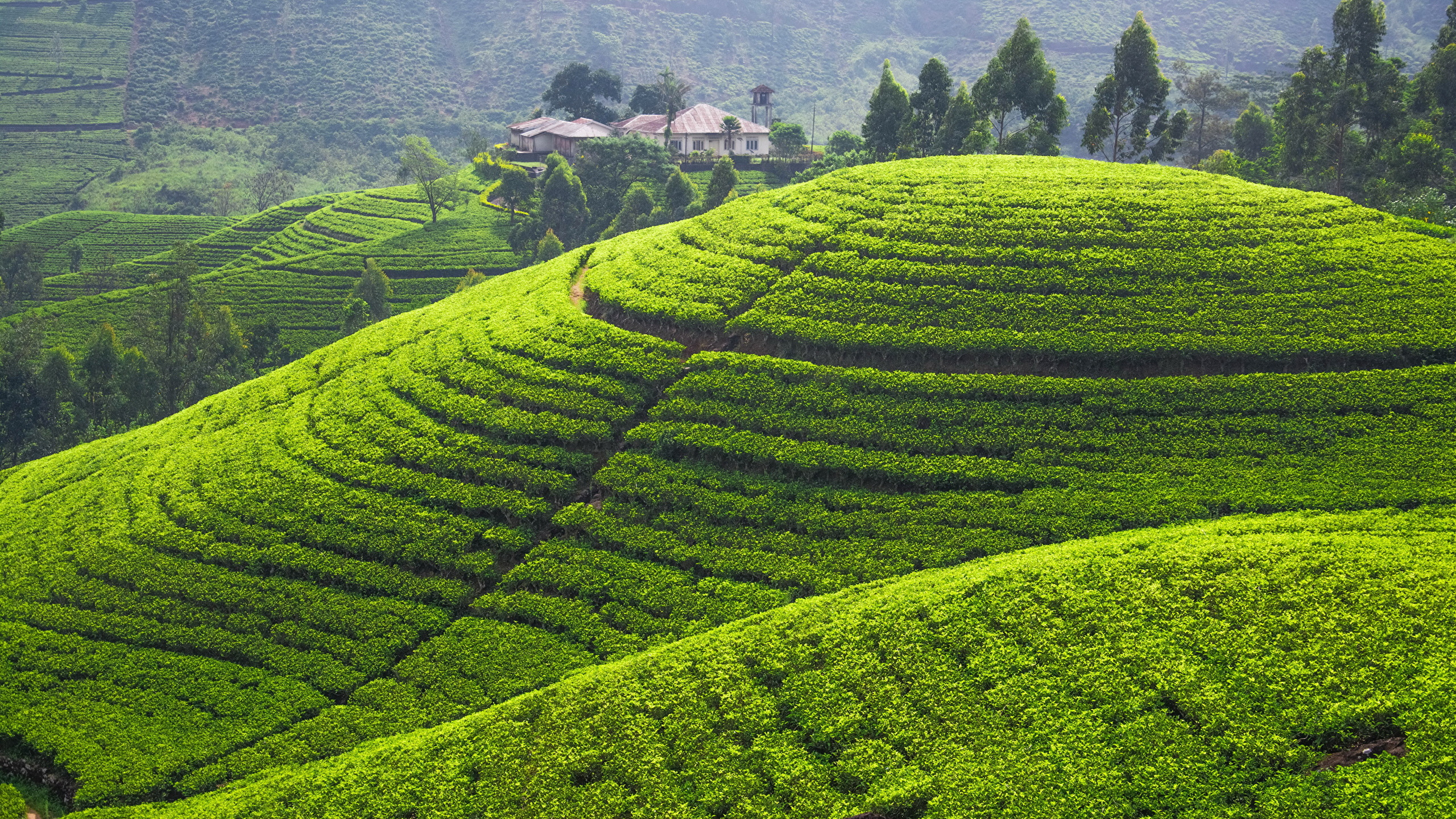 种植园, 高地, 山站, 茶厂, 大吉岭茶 壁纸 2560x1440 允许