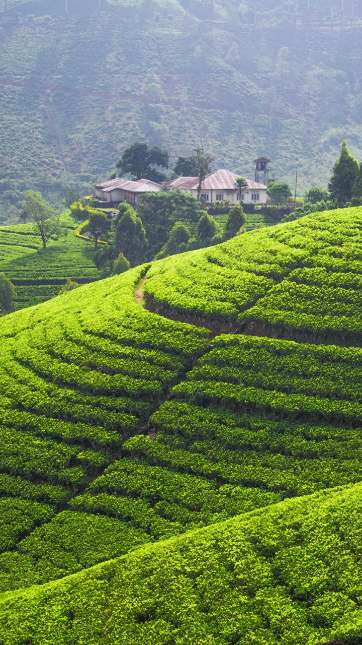 种植园, 高地, 山站, 茶厂, 大吉岭茶 壁纸 720x1280 允许