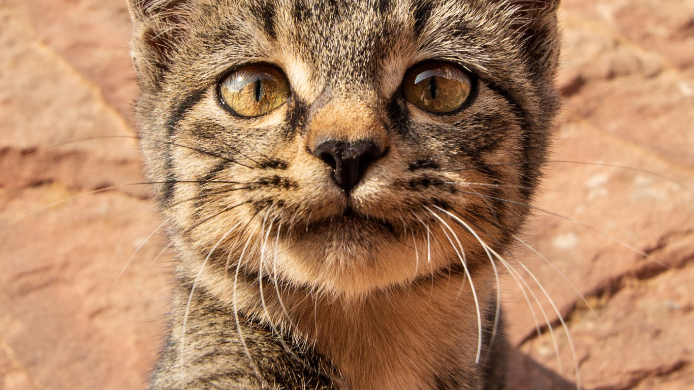 Ocicat, Dragon Li, Bobcat, Carnivores, Cat. Wallpaper in 1366x768 Resolution