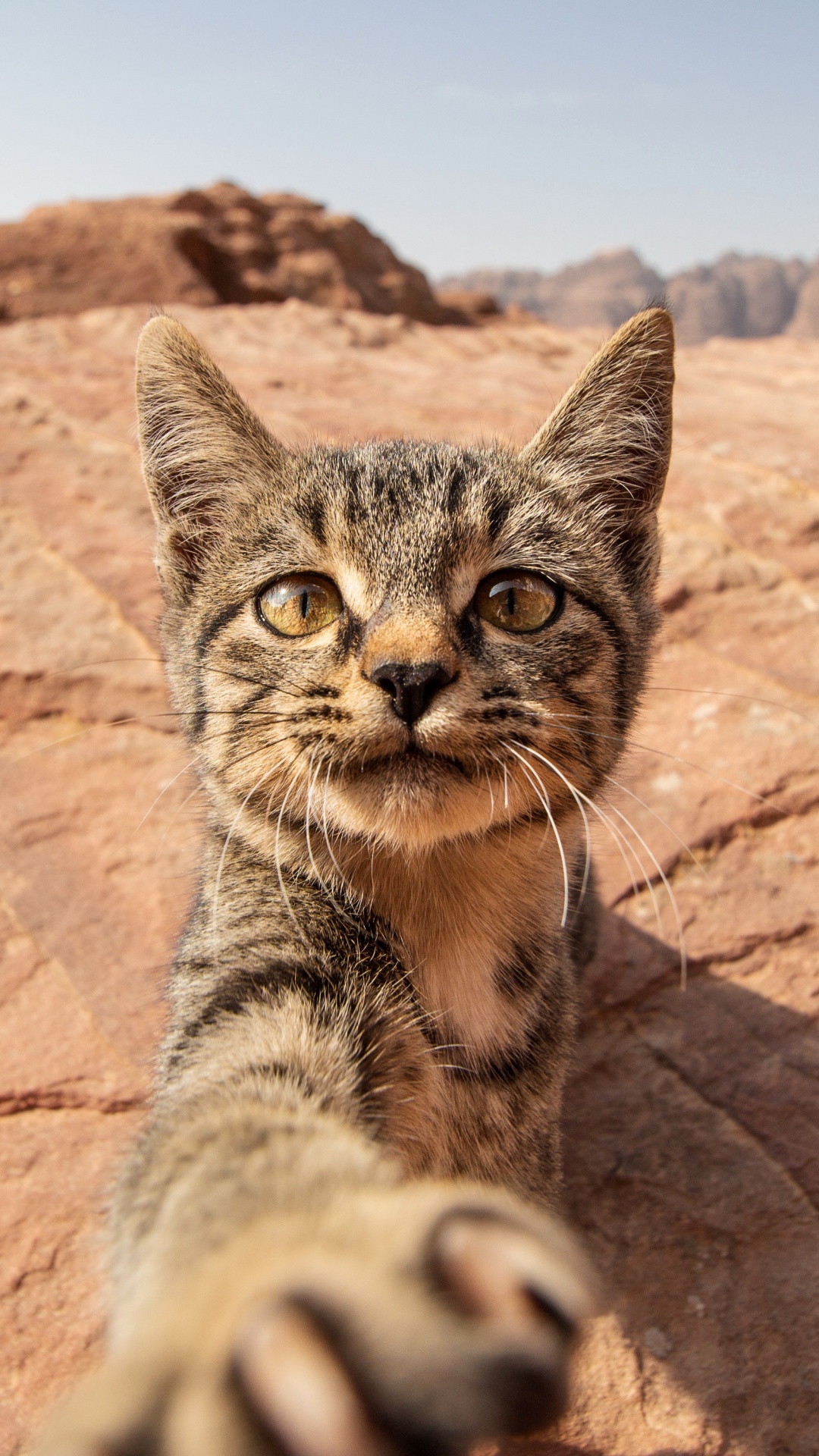 Ocicat, Dragon Li, Bobcat, Chat, Felidae. Wallpaper in 1080x1920 Resolution