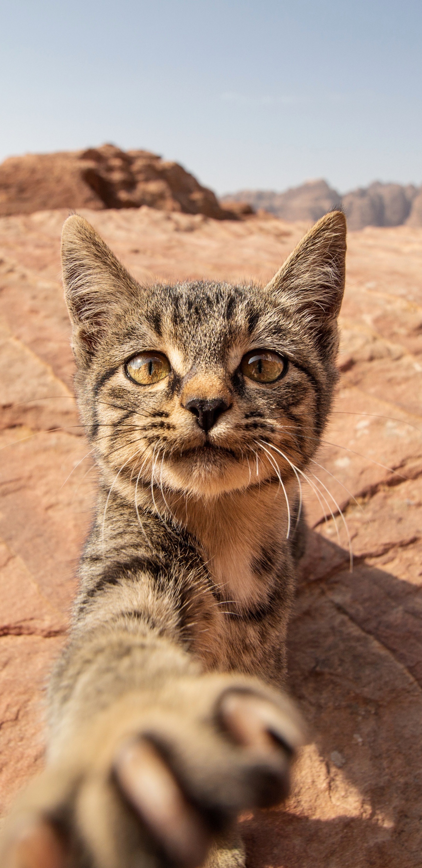 Ocicat, Dragon Li, Bobcat, Fleischfresser, Katze. Wallpaper in 1440x2960 Resolution
