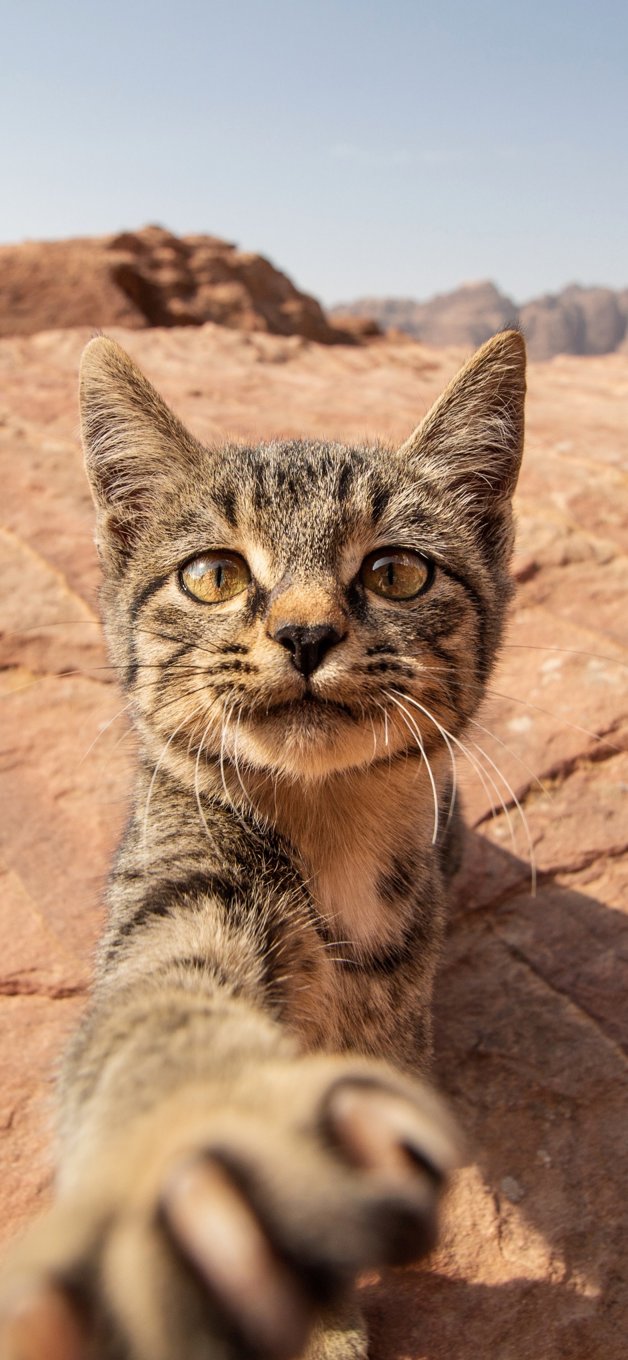 Ocicat, Dragón Li, Bobcat, Los Carnívoros, Gato. Wallpaper in 1242x2688 Resolution