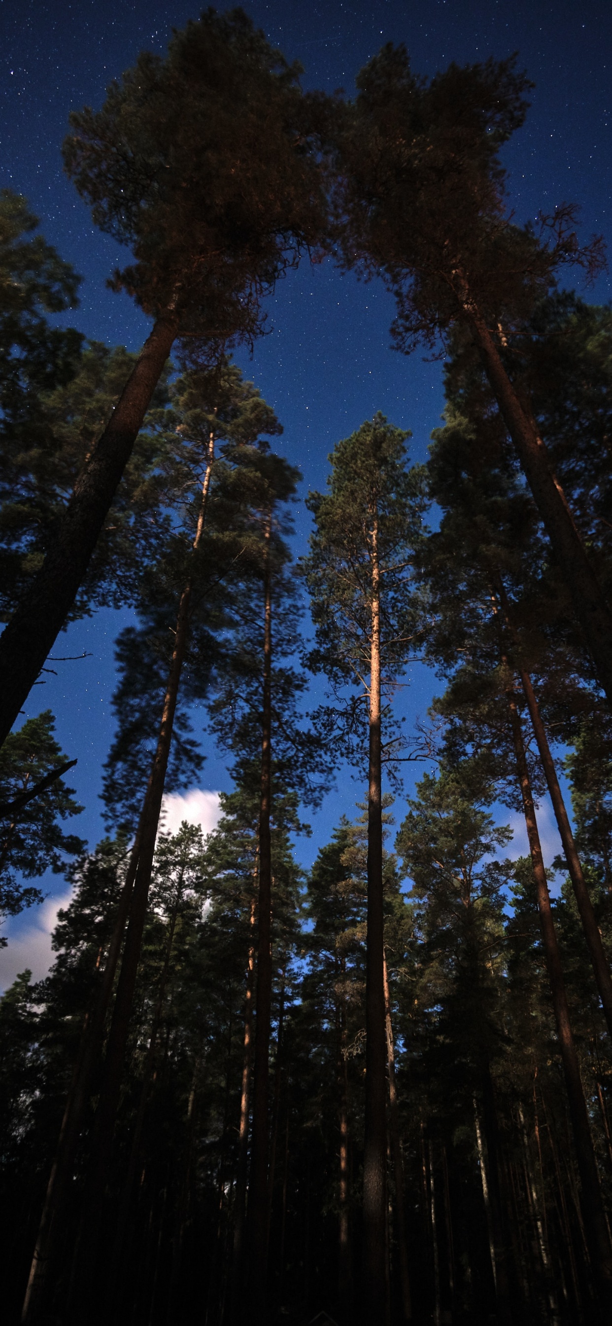 Baum, Lärche, Wald, Sugar Pine, Natur. Wallpaper in 1242x2688 Resolution