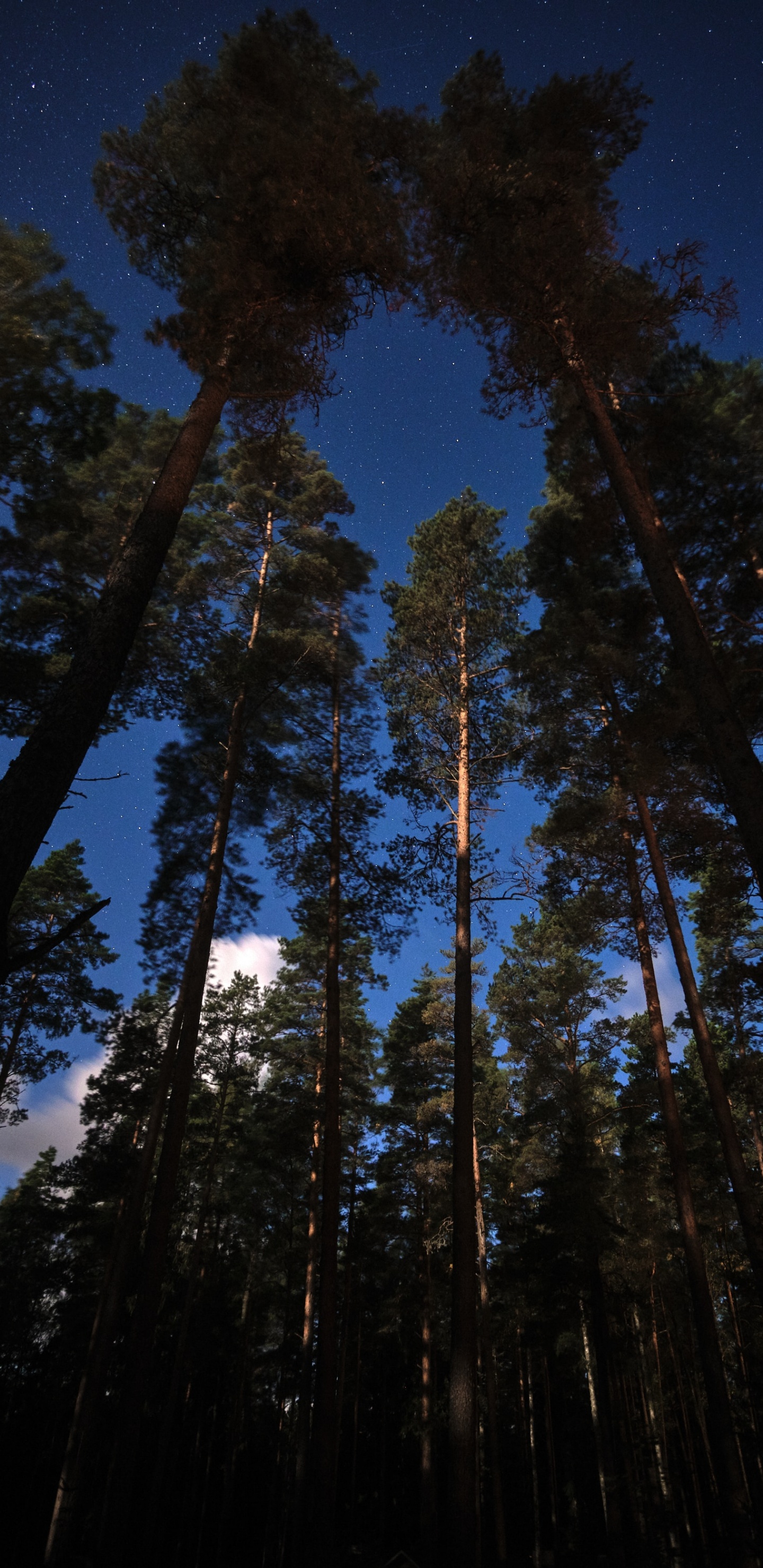 Baum, Lärche, Wald, Sugar Pine, Natur. Wallpaper in 1440x2960 Resolution