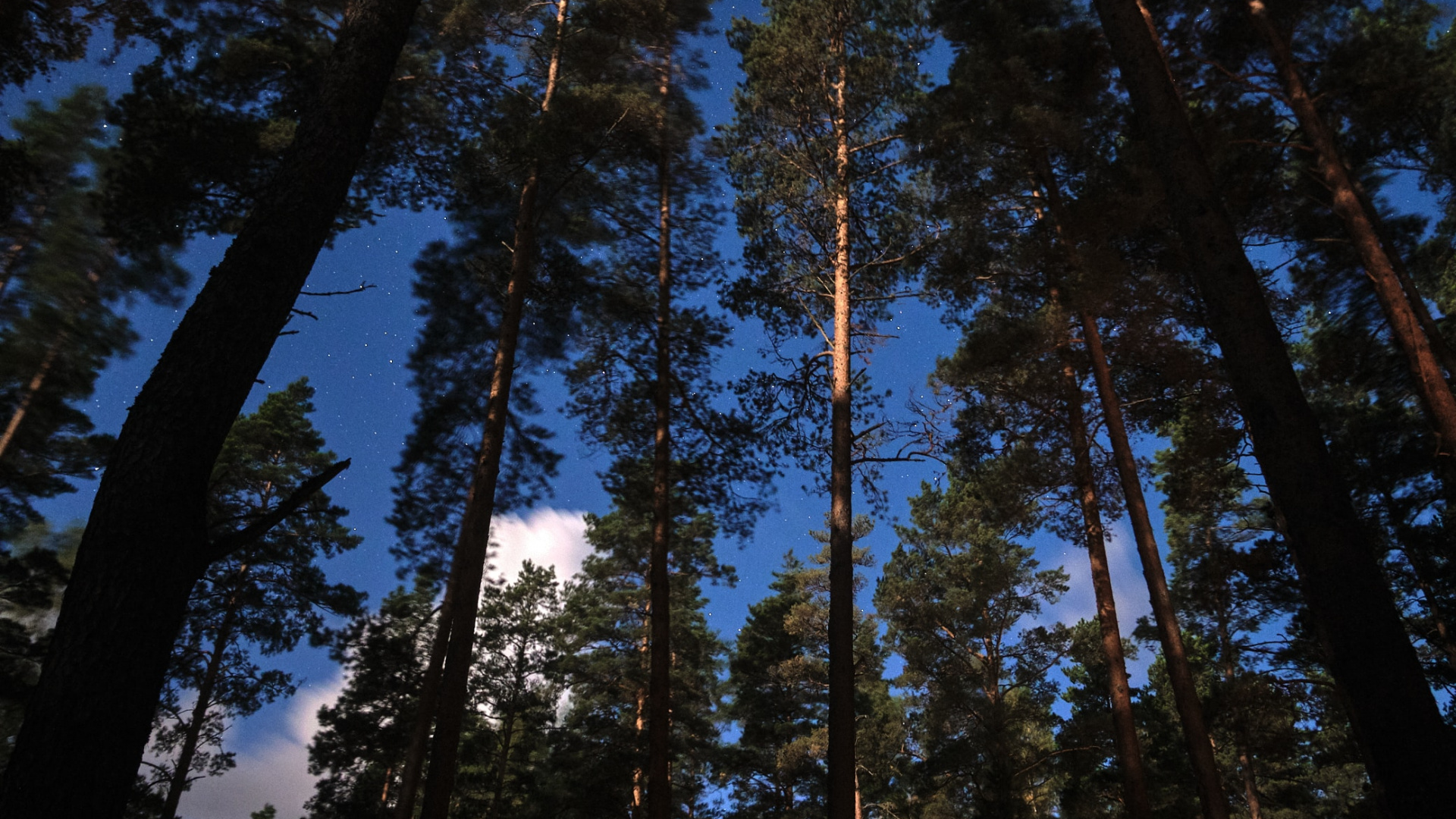 Tree, Larch, Pine, Forest, Sugar Pine. Wallpaper in 1920x1080 Resolution
