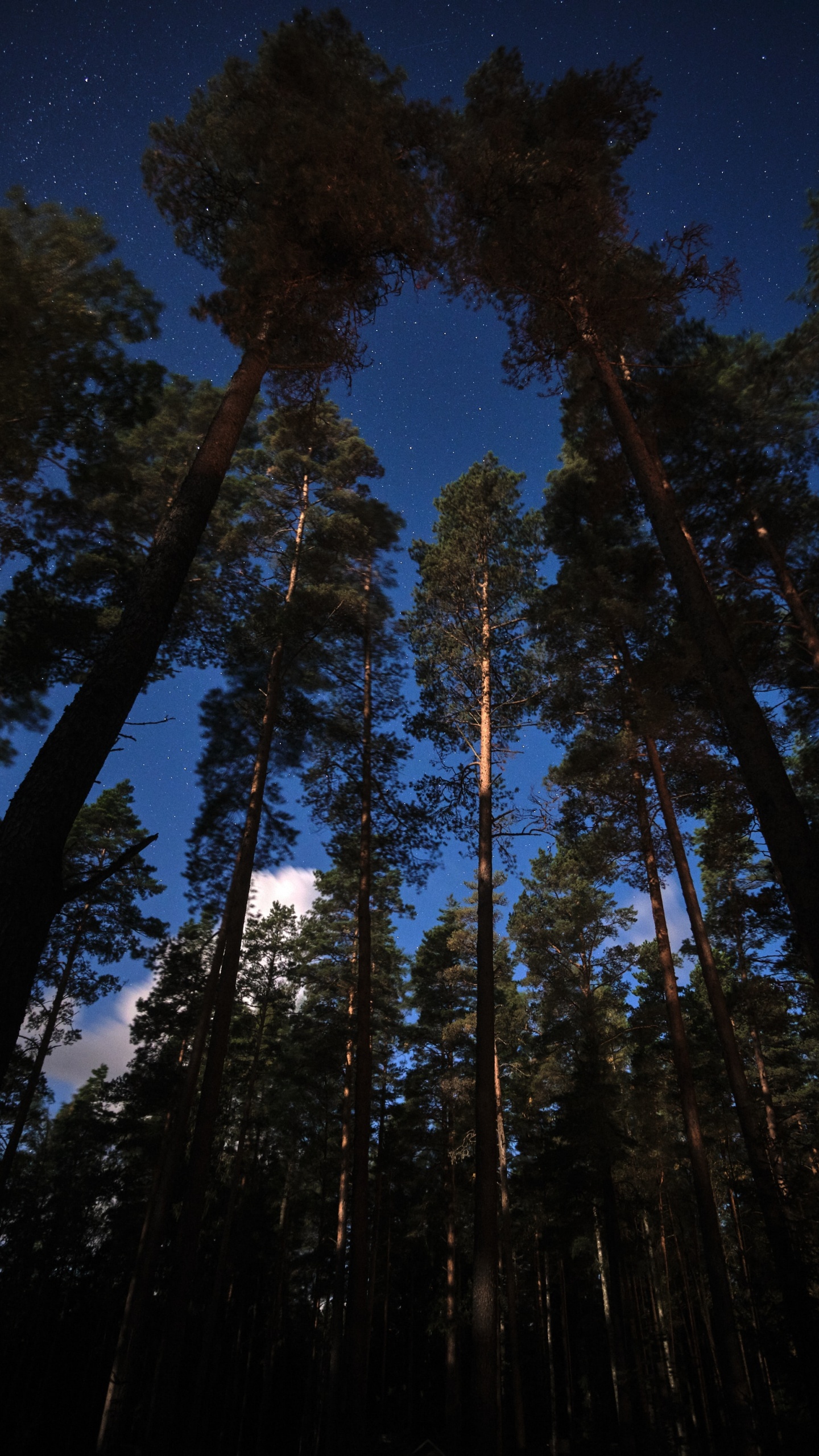 Mélèze, Pin, Forêt, Le Pin, Nature. Wallpaper in 1440x2560 Resolution