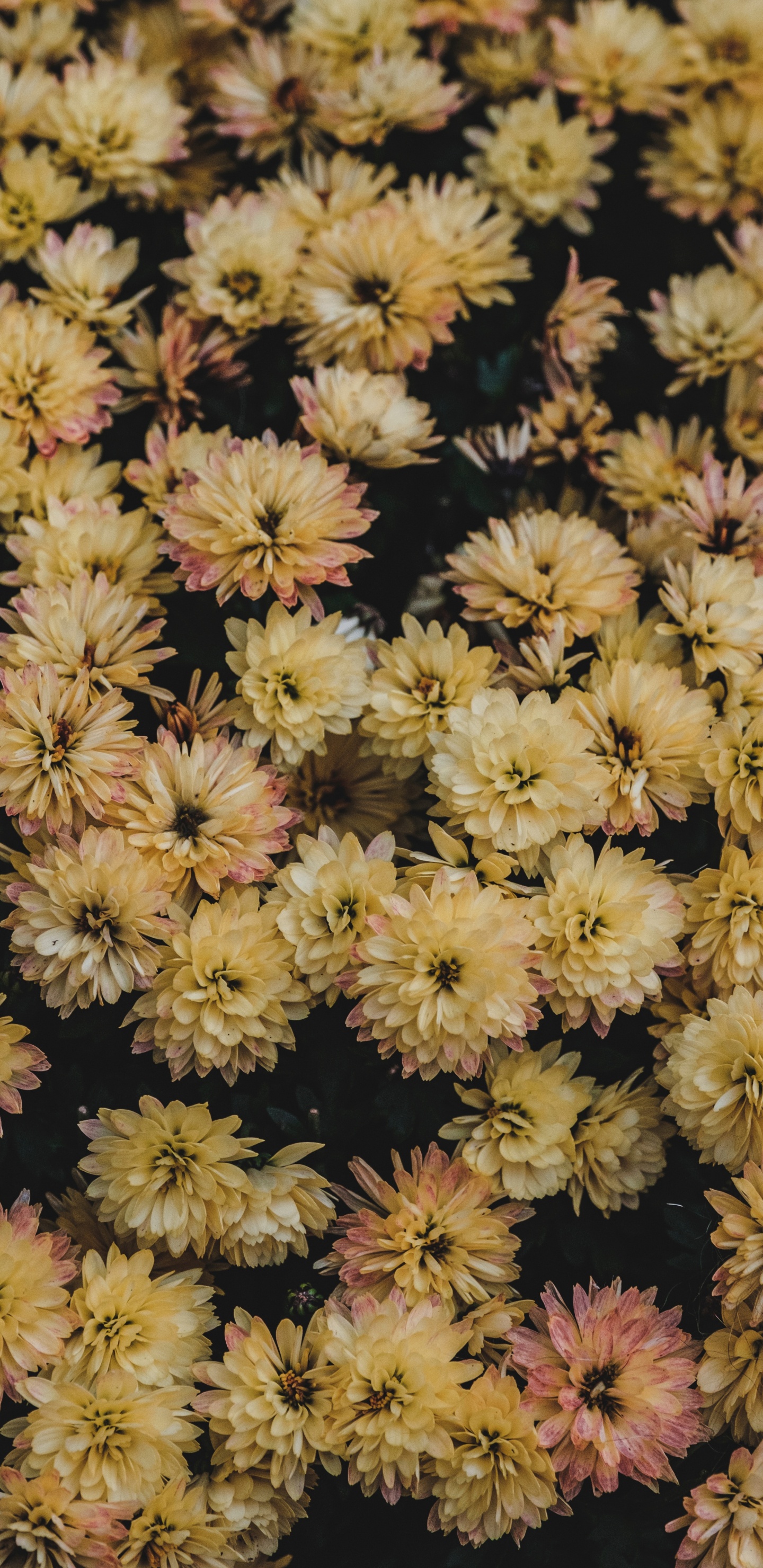 Gelbes Und Schwarzes Florales Textil. Wallpaper in 1440x2960 Resolution