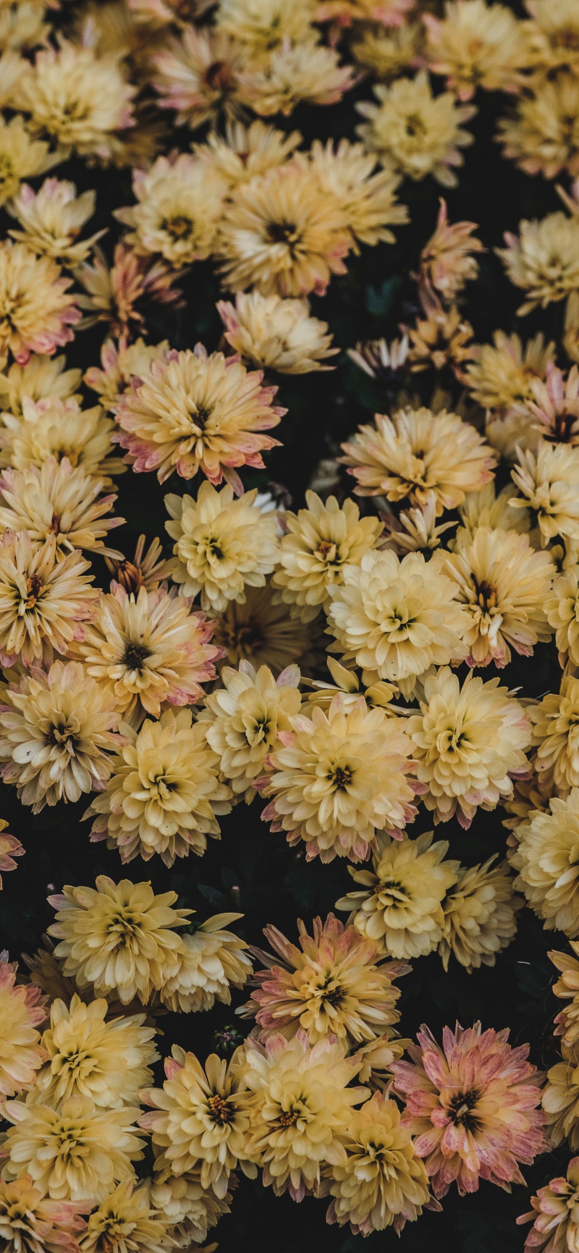 Textil Floral Amarillo y Negro. Wallpaper in 1125x2436 Resolution