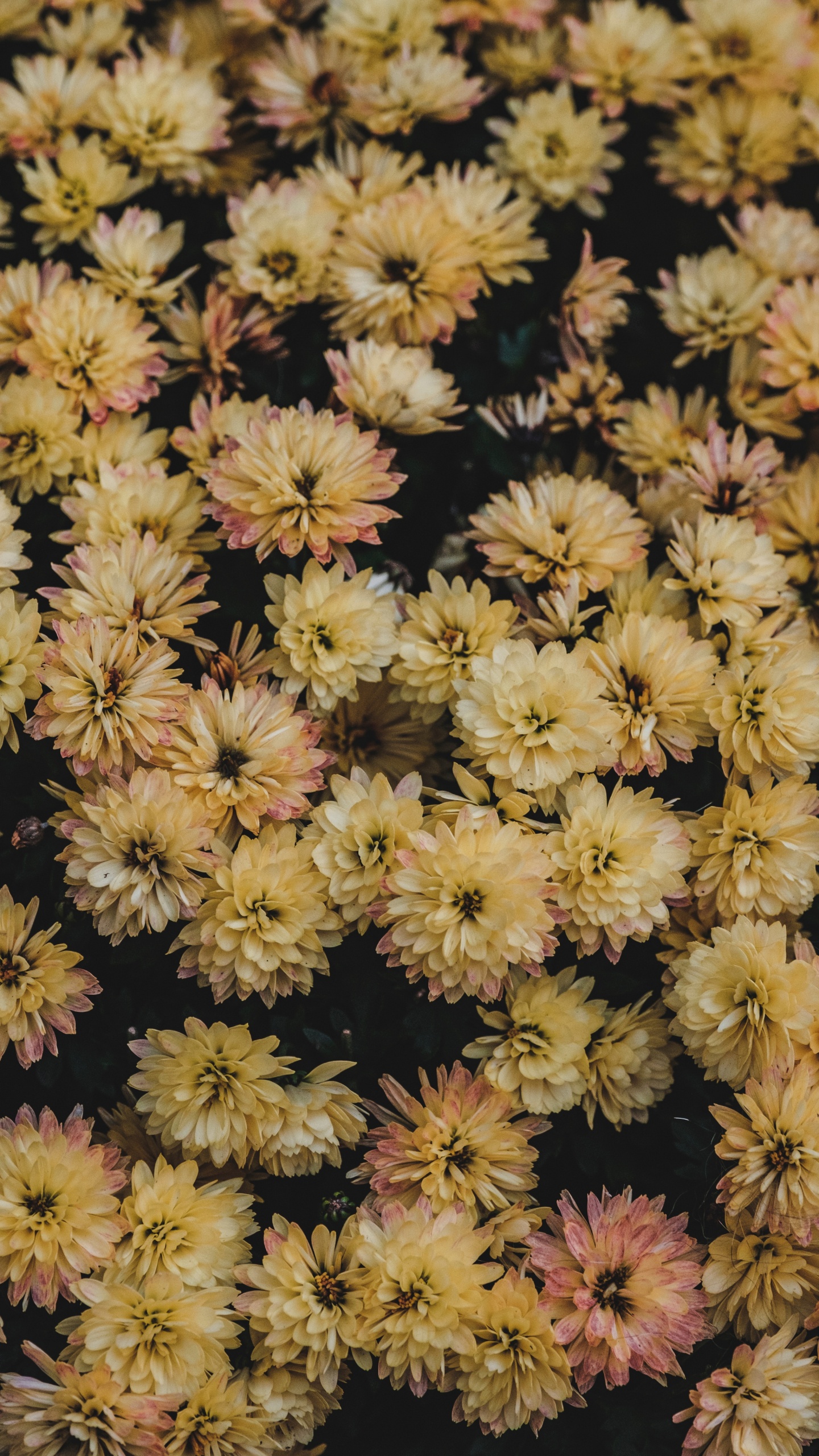 Textil Floral Amarillo y Negro. Wallpaper in 1440x2560 Resolution