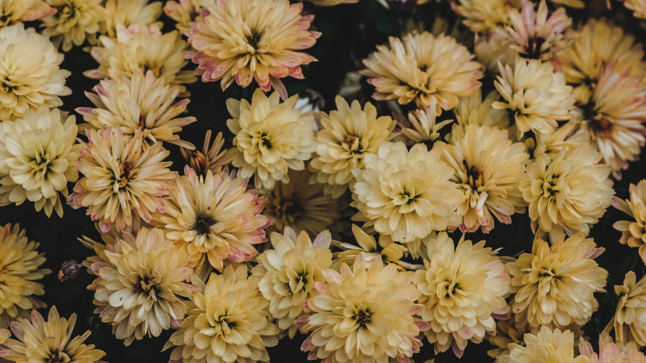 Textile Floral Jaune et Noir. Wallpaper in 1280x720 Resolution