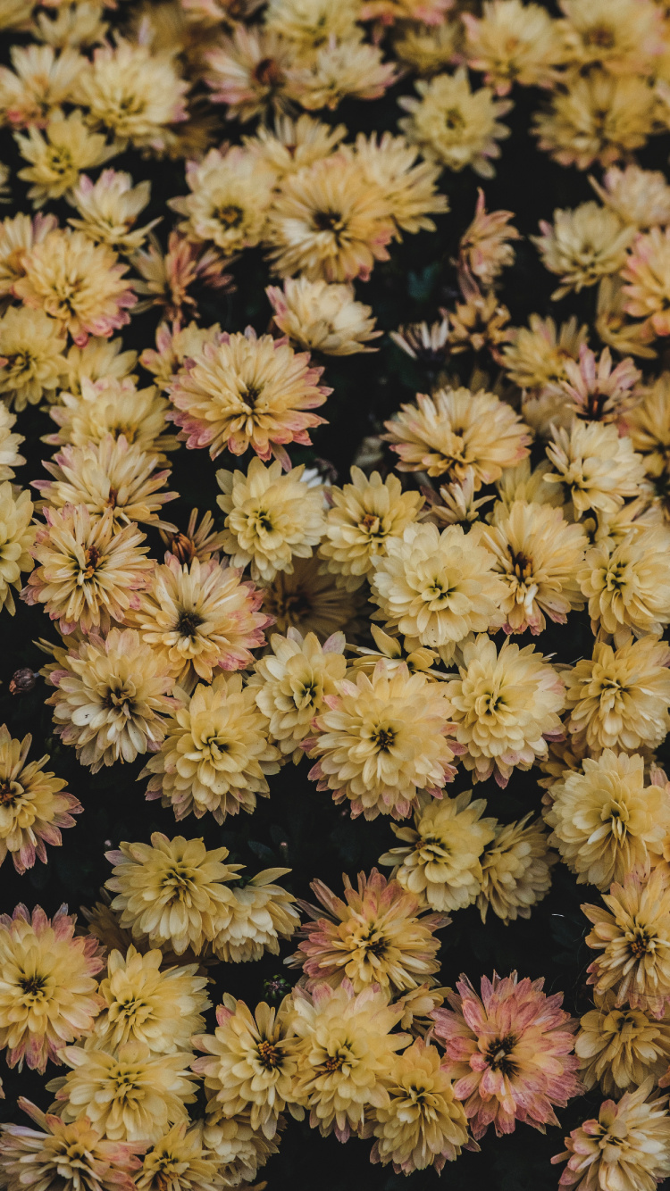 Textile Floral Jaune et Noir. Wallpaper in 750x1334 Resolution