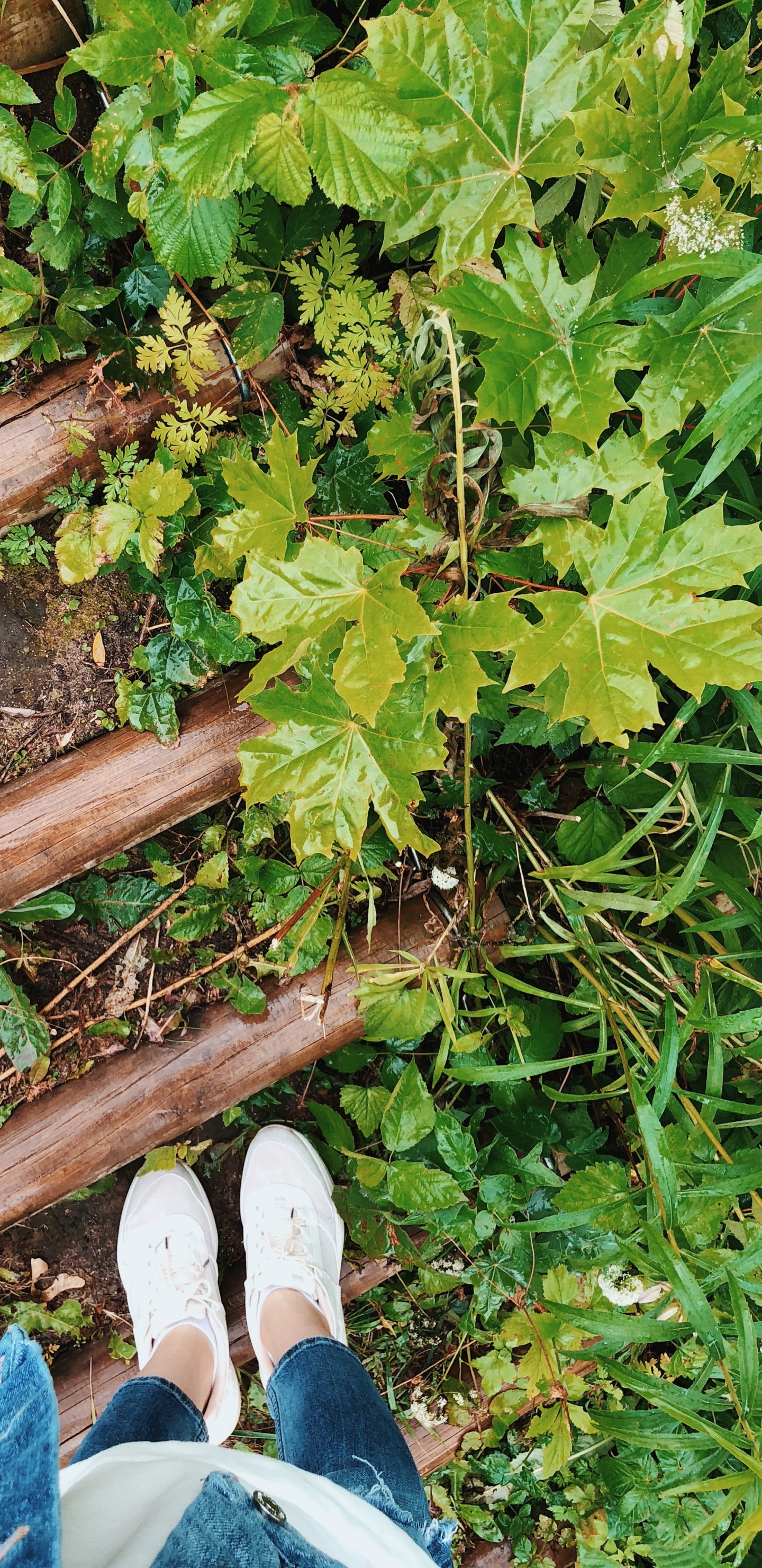 Calzado, Zapato, Madera, Pantalones, Jeans. Wallpaper in 1440x2960 Resolution