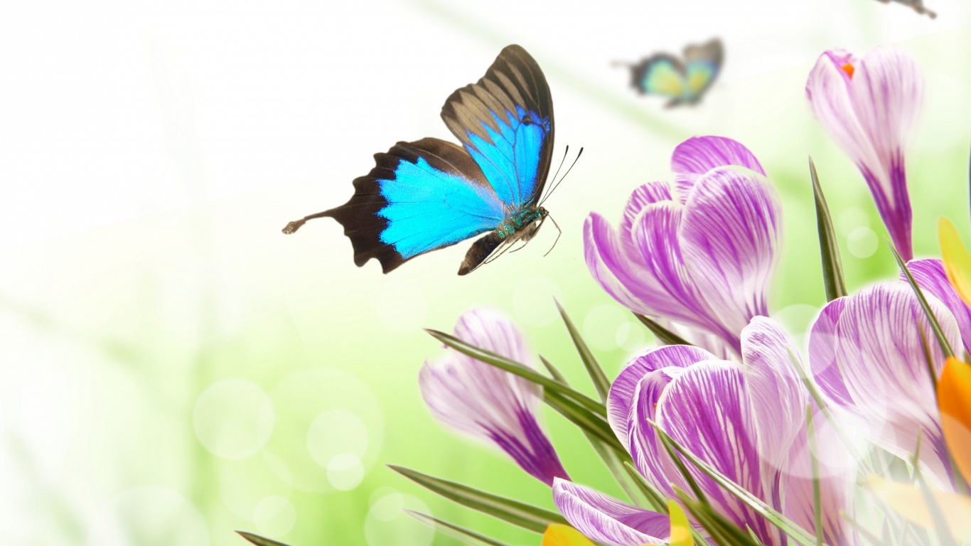 Blue and Black Butterfly Perched on Purple Flower in Close up Photography During Daytime. Wallpaper in 1366x768 Resolution