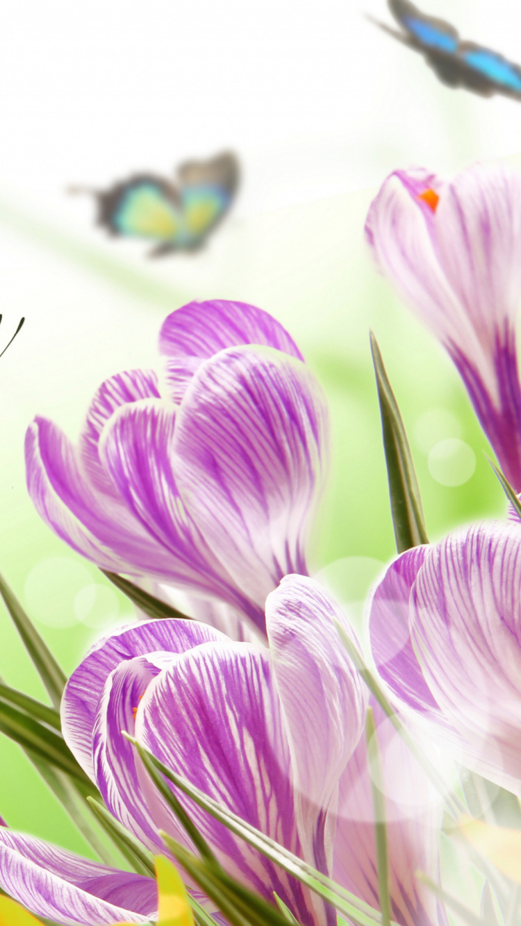 Mariposa Azul y Negra Encaramado Sobre Flor Violeta en Fotografía de Cerca Durante el Día. Wallpaper in 750x1334 Resolution