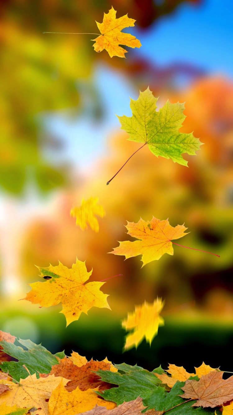 Autumn, Autumn Leaf Color, Plant, Botany, Nature. Wallpaper in 750x1334 Resolution