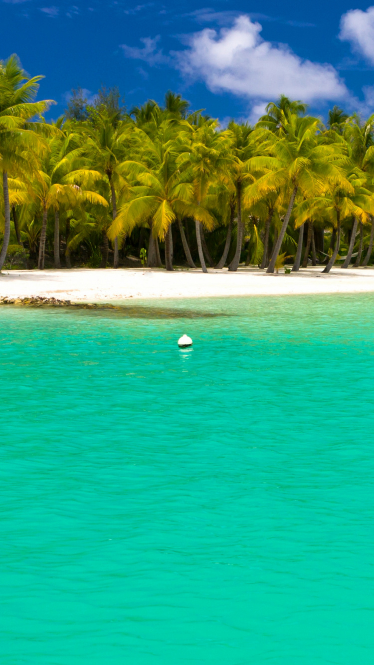 Tagsüber Grüne Palmen am Strand. Wallpaper in 750x1334 Resolution