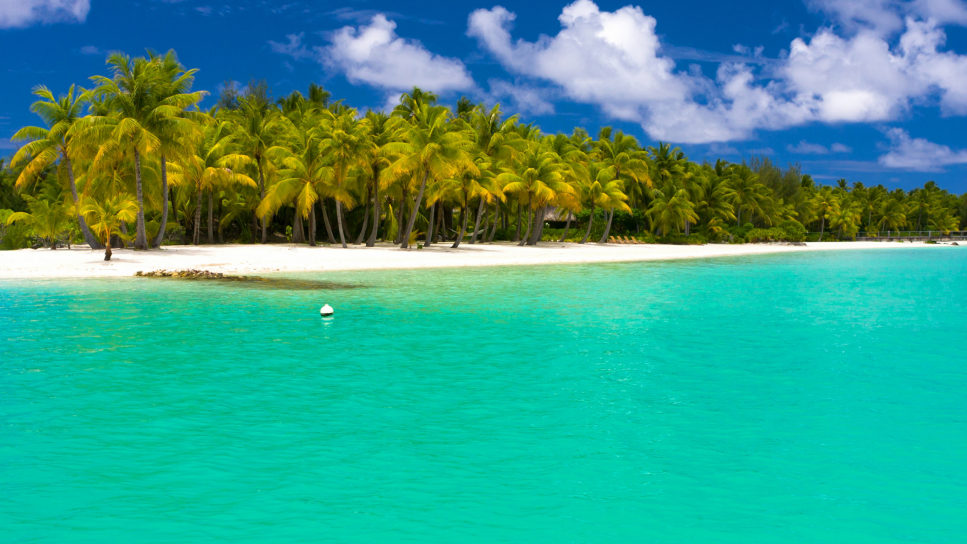 Green Palm Trees on Beach During Daytime. Wallpaper in 1366x768 Resolution