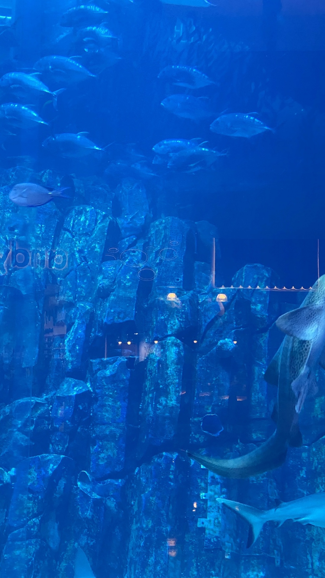 海洋生物学, 流体, 水下, 电蓝色的, 水上 壁纸 1080x1920 允许