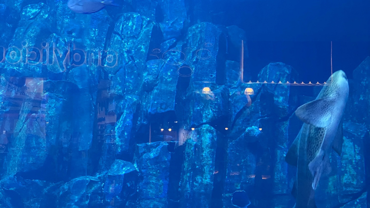 Water, Marine Biology, Blue, Fluid, Underwater. Wallpaper in 1280x720 Resolution