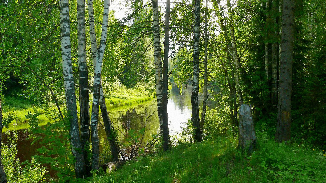 Green Trees Near River During Daytime. Wallpaper in 1280x720 Resolution