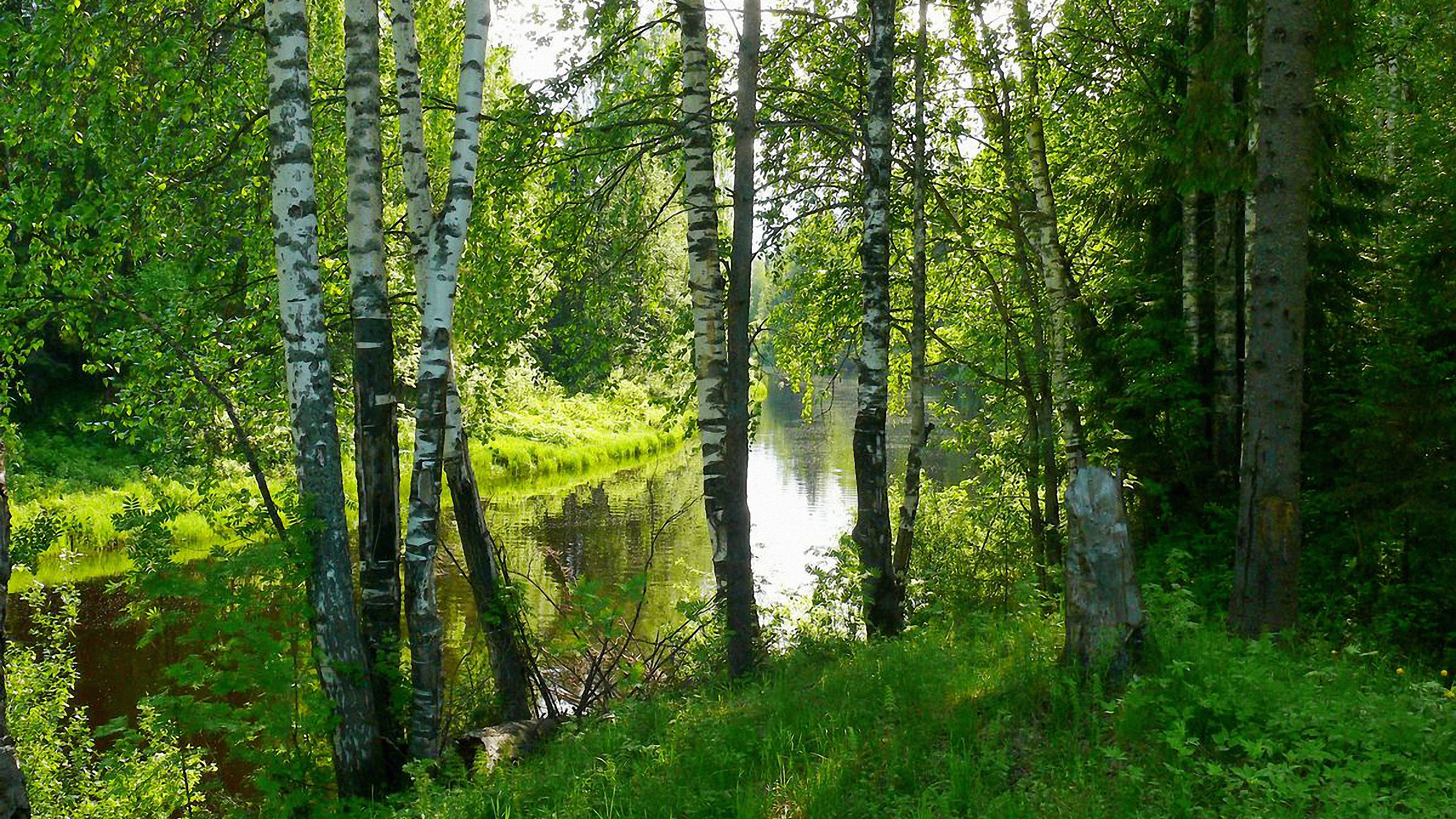 Green Trees Near River During Daytime. Wallpaper in 2560x1440 Resolution