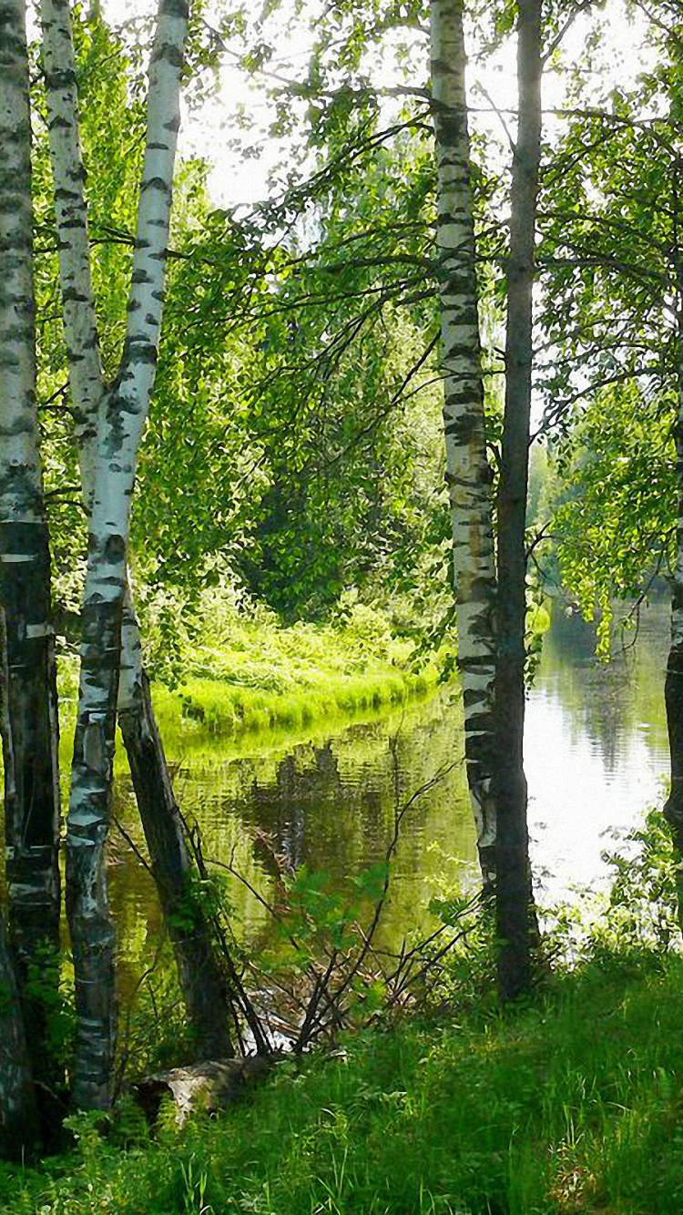 Green Trees Near River During Daytime. Wallpaper in 750x1334 Resolution