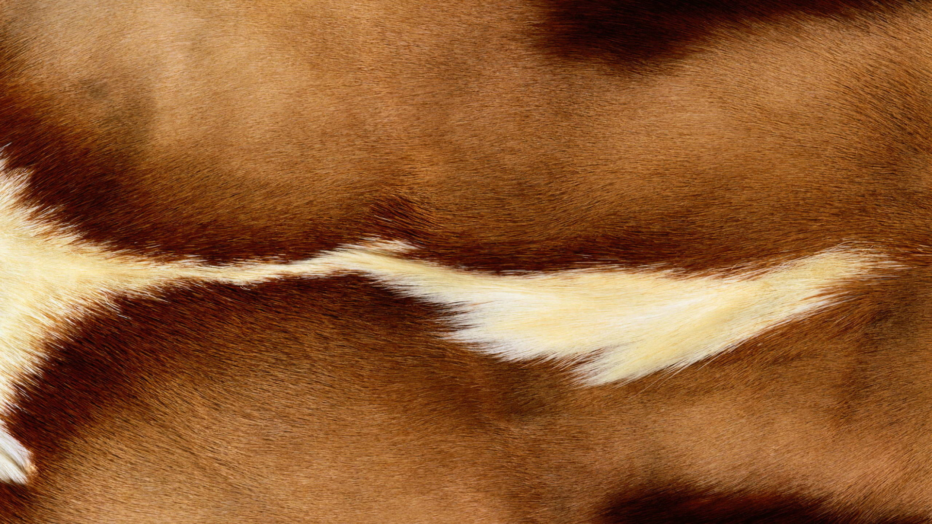 Brown and White Fur Textile. Wallpaper in 1920x1080 Resolution