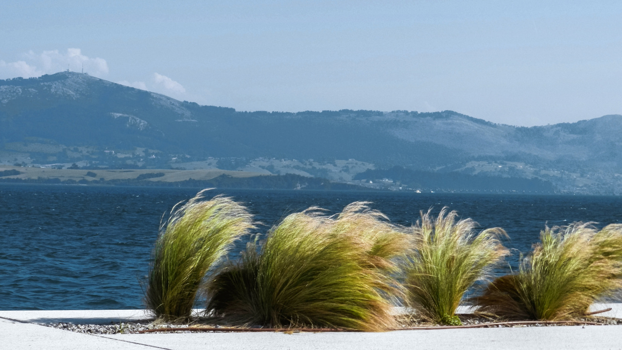 Palmera Verde Cerca Del Cuerpo de Agua Durante el Día. Wallpaper in 1280x720 Resolution