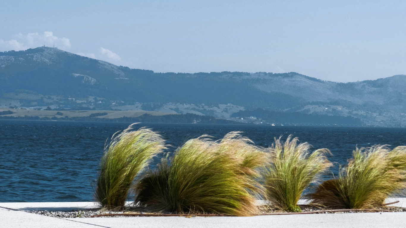 Palmera Verde Cerca Del Cuerpo de Agua Durante el Día. Wallpaper in 1366x768 Resolution