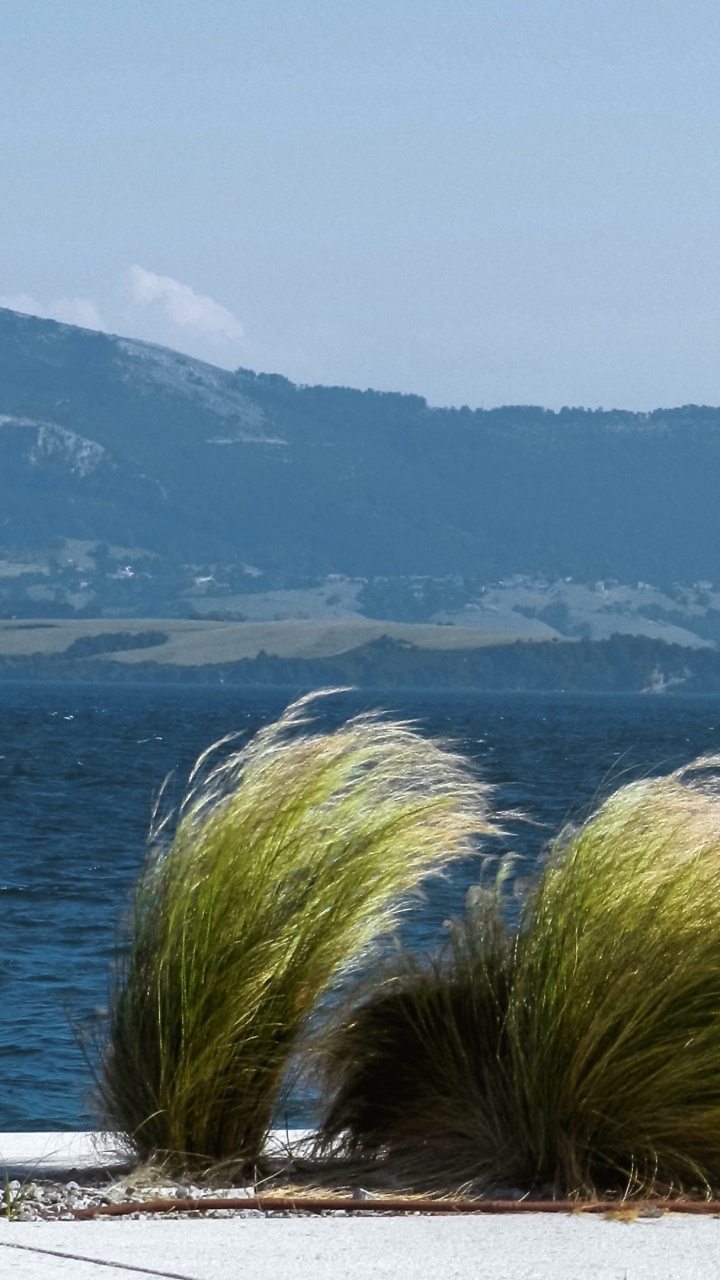 Grüne Palme in Der Nähe Eines Gewässers Tagsüber. Wallpaper in 720x1280 Resolution