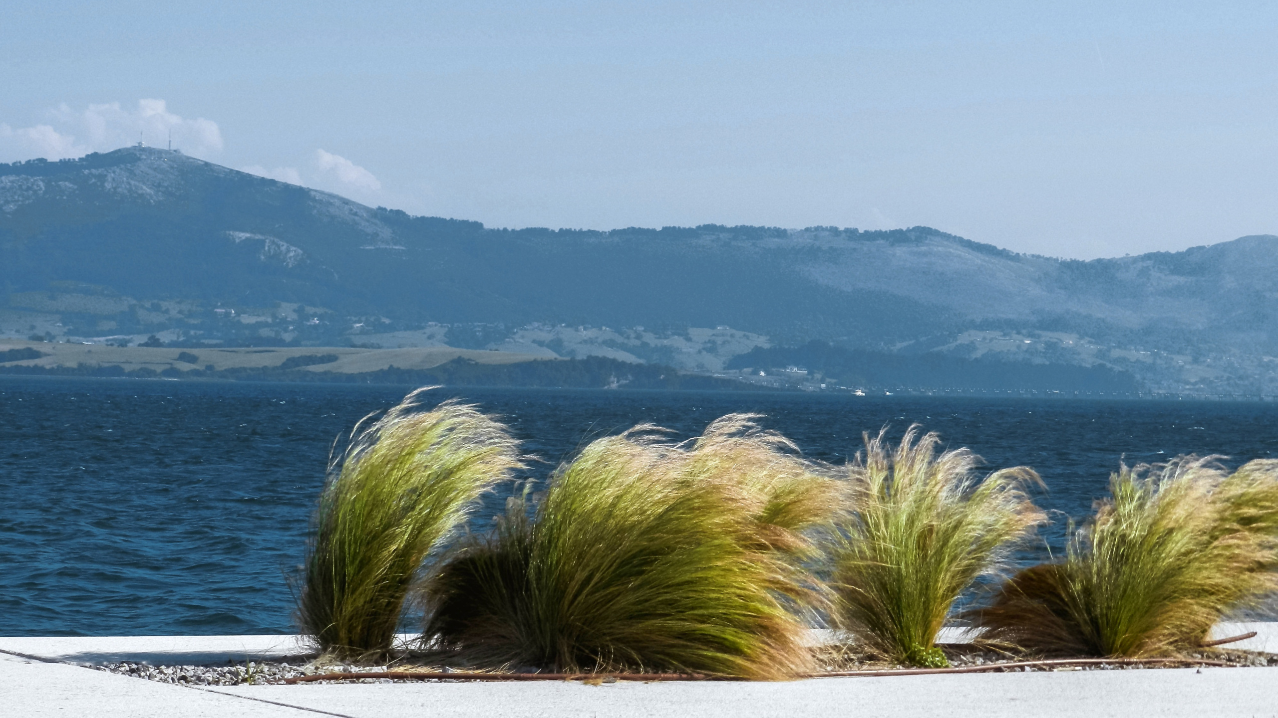 Green Palm Tree Near Body of Water During Daytime. Wallpaper in 2560x1440 Resolution