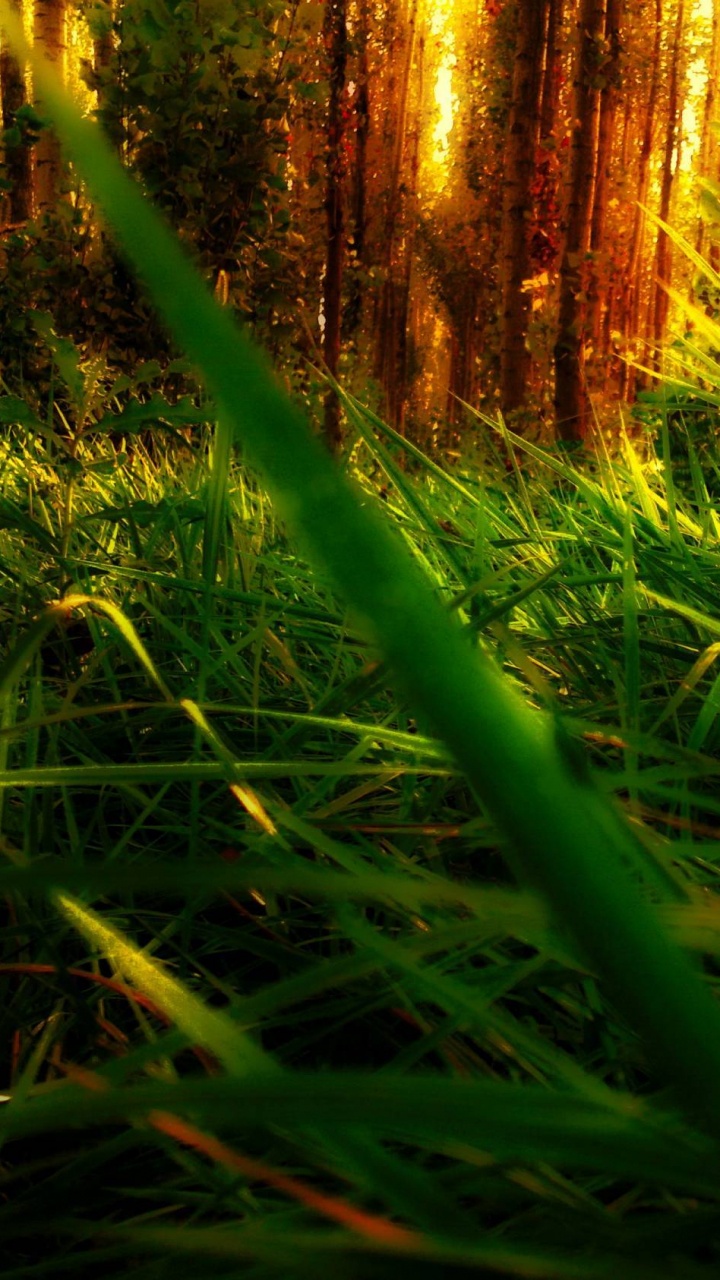 Tagsüber Grüne Wiese. Wallpaper in 720x1280 Resolution