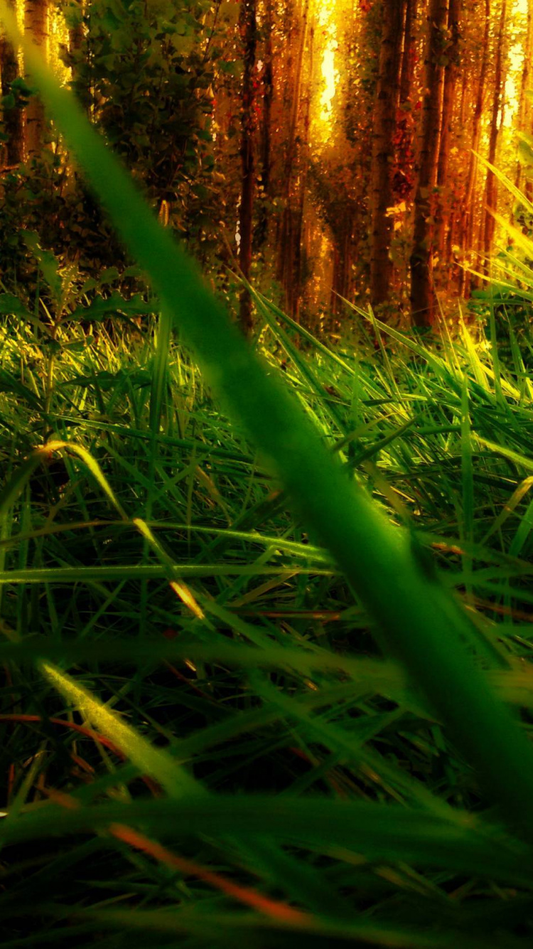 Champ D'herbe Verte Pendant la Journée. Wallpaper in 750x1334 Resolution