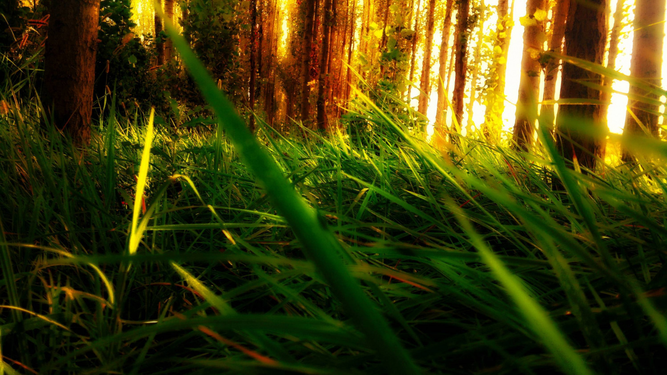 Green Grass Field During Daytime. Wallpaper in 1366x768 Resolution