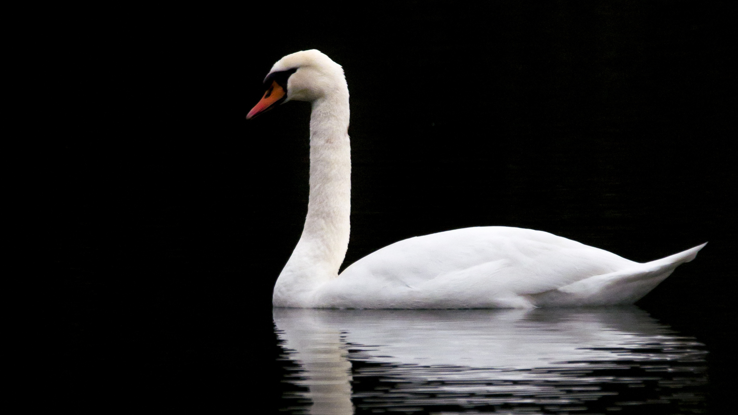 Cisne Blanco en el Agua Durante el Día. Wallpaper in 2560x1440 Resolution