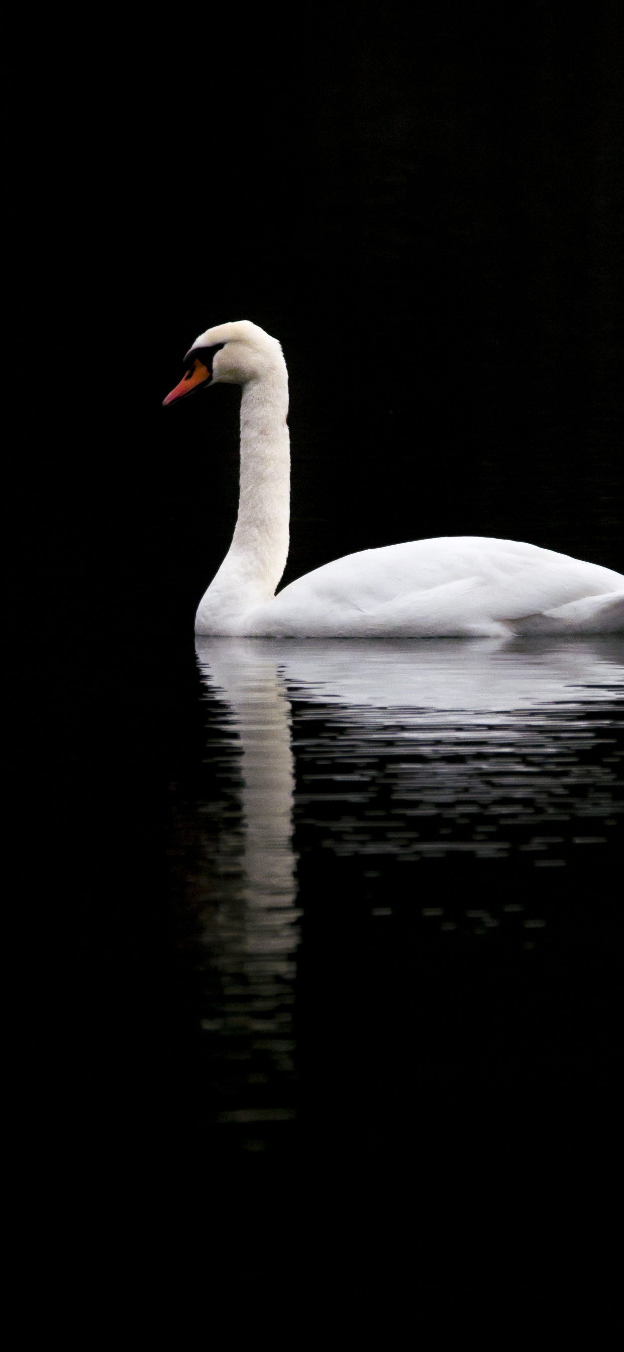 Cygne Blanc Sur L'eau Pendant la Journée. Wallpaper in 1242x2688 Resolution