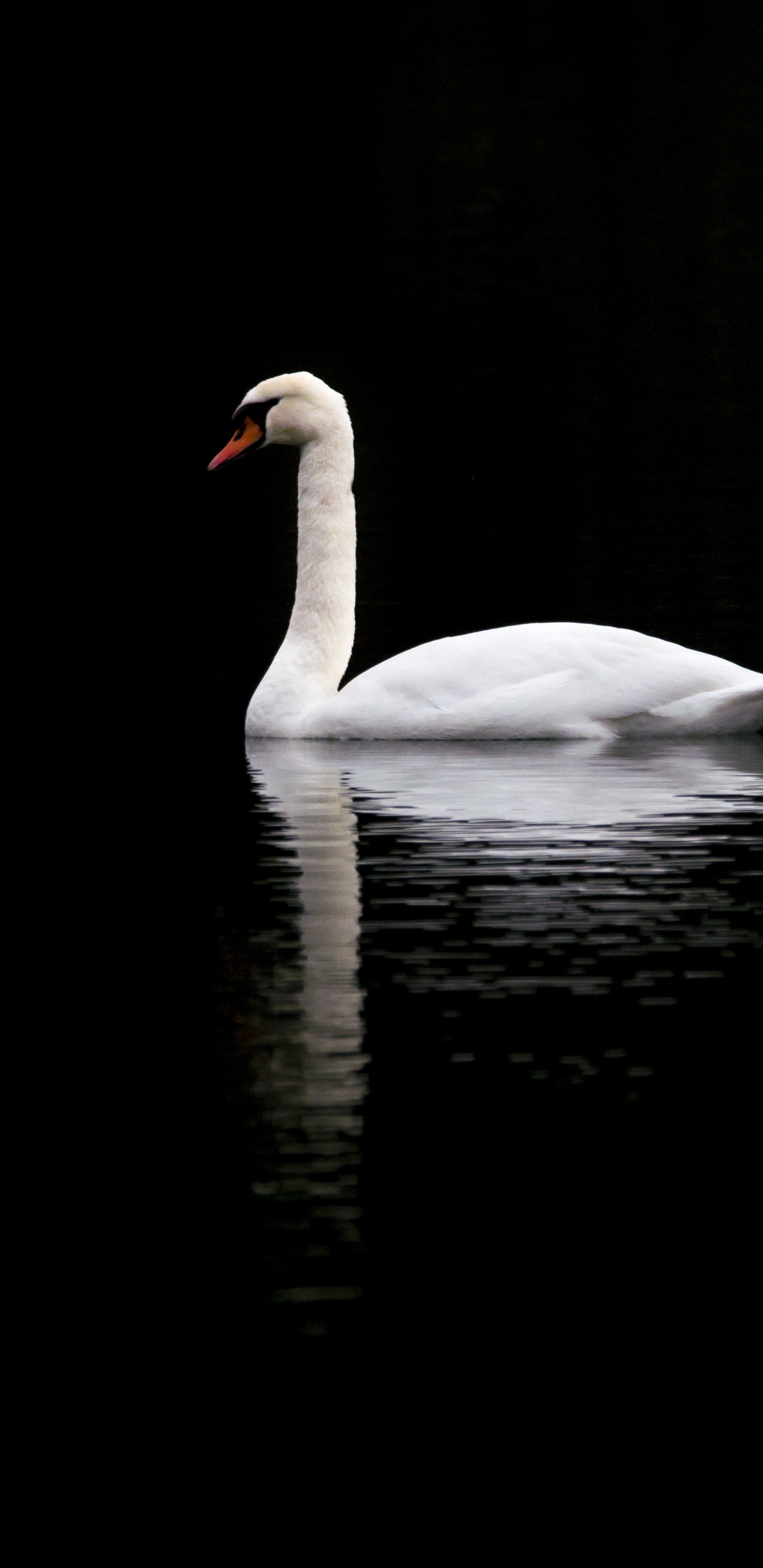 Cygne Blanc Sur L'eau Pendant la Journée. Wallpaper in 1440x2960 Resolution