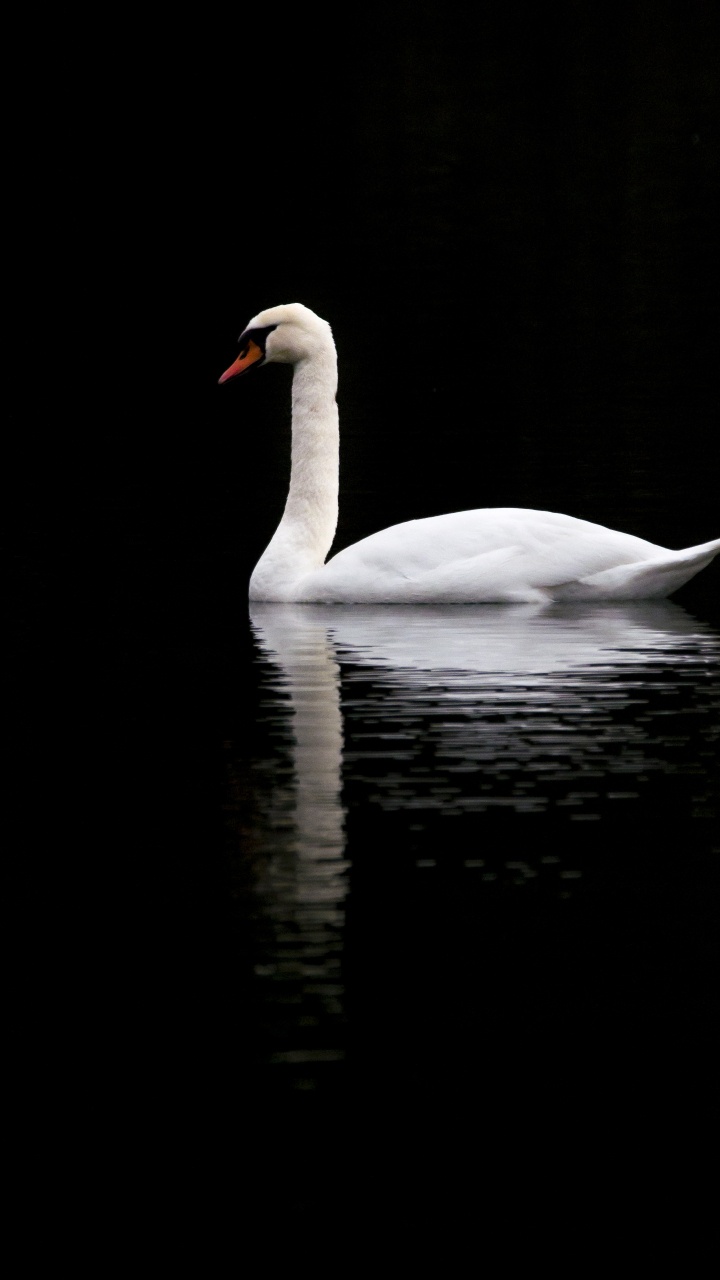 Cygne Blanc Sur L'eau Pendant la Journée. Wallpaper in 720x1280 Resolution