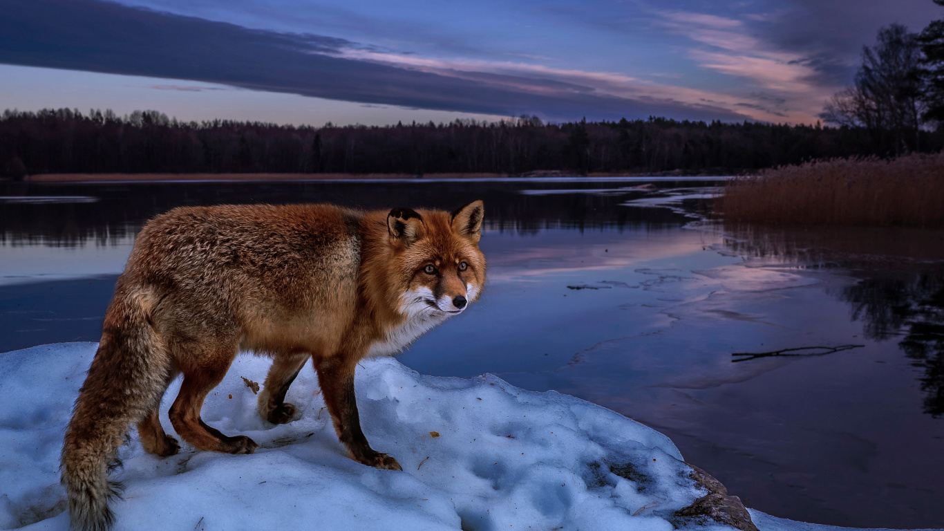 Brown Fox on Snow Covered Ground During Daytime. Wallpaper in 1366x768 Resolution
