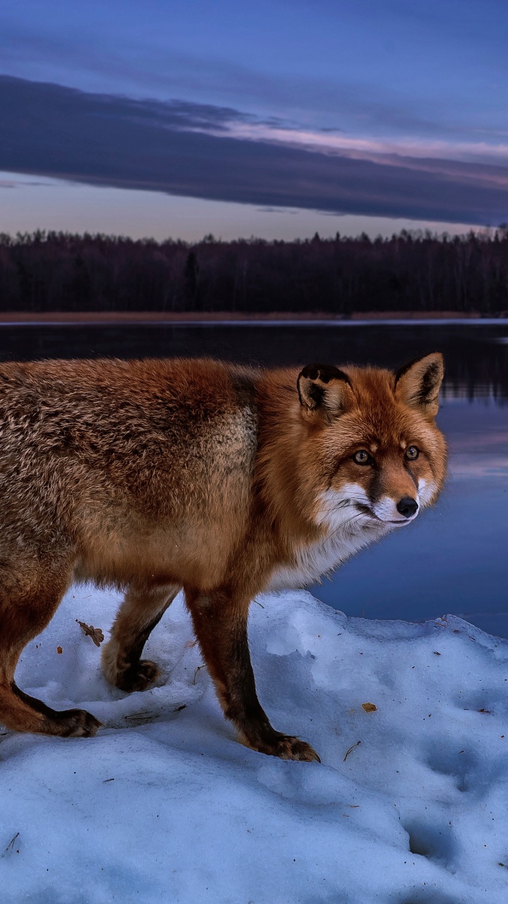 Brown Fox on Snow Covered Ground During Daytime. Wallpaper in 720x1280 Resolution