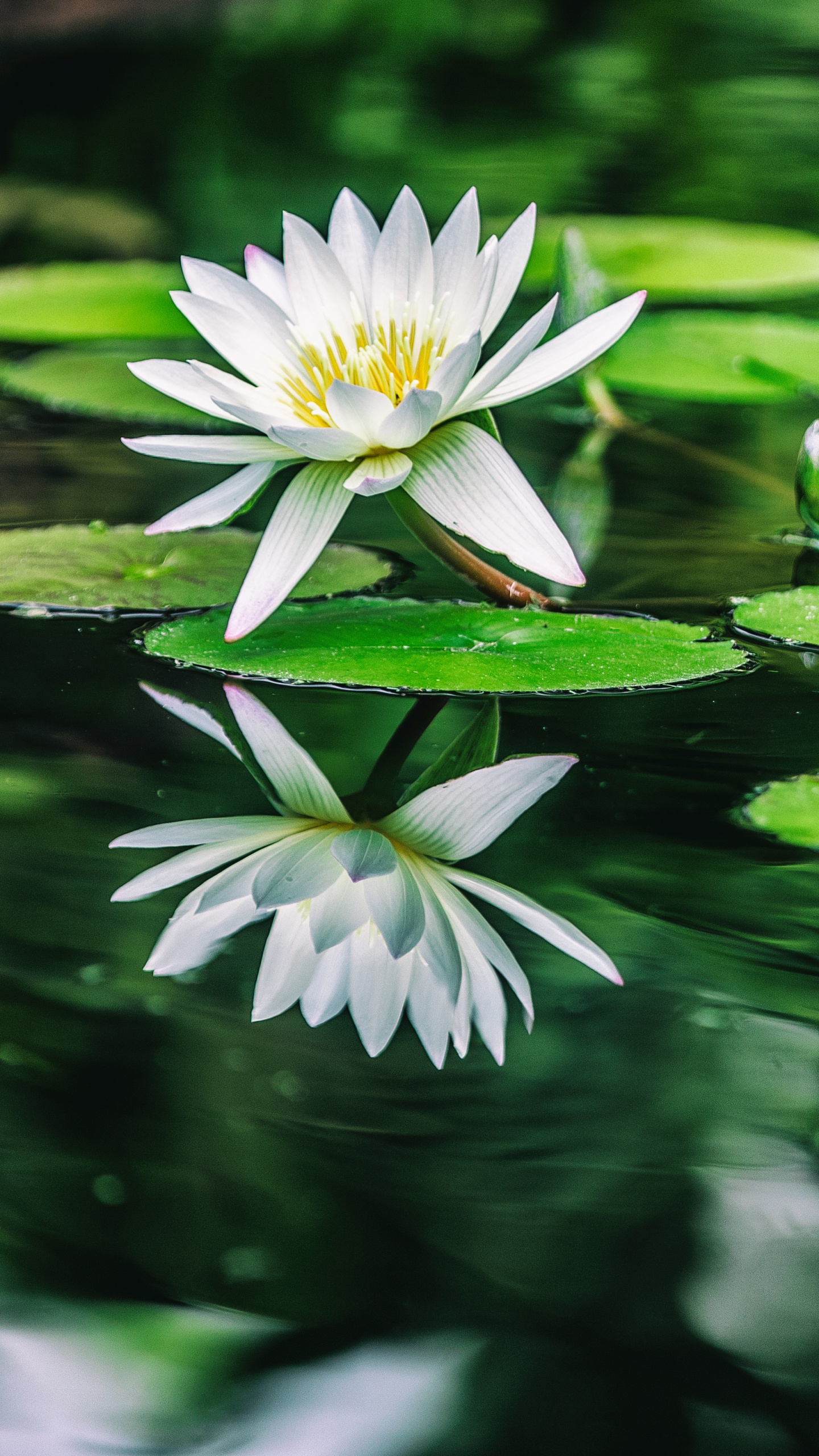香白水百合, 显花植物, 水百合, 莲花, 池塘 壁纸 1440x2560 允许