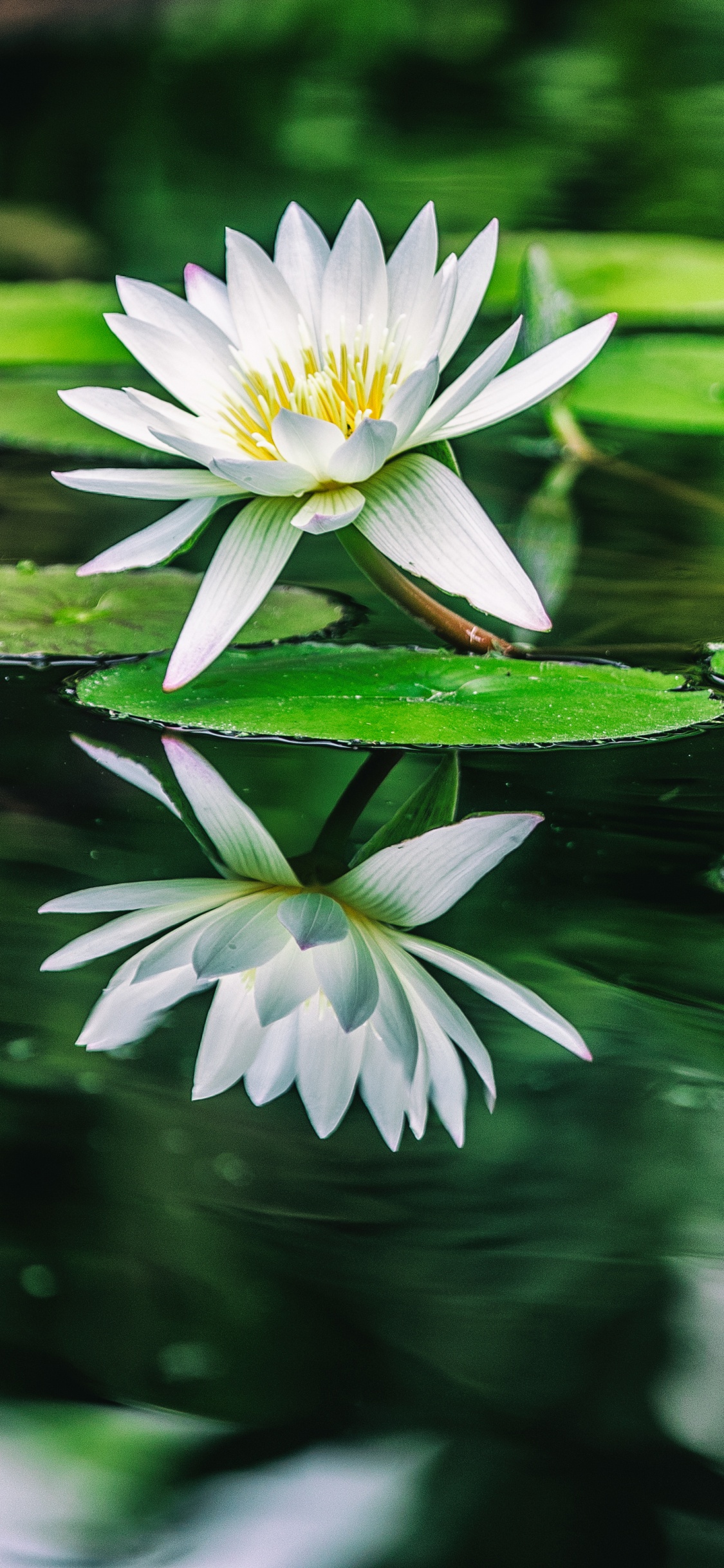 White Lotus Flower in Bloom During Daytime. Wallpaper in 1125x2436 Resolution