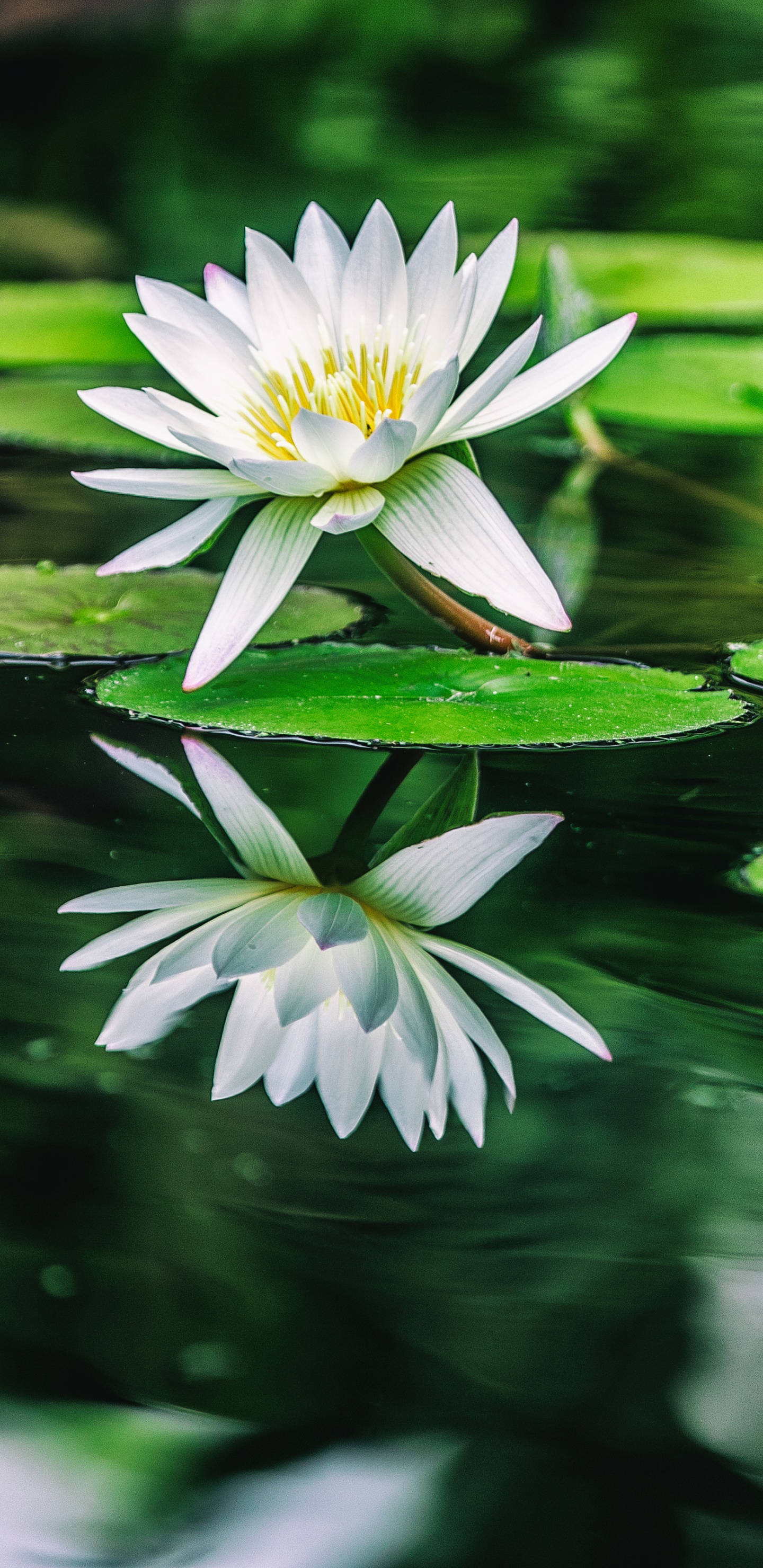 White Lotus Flower in Bloom During Daytime. Wallpaper in 1440x2960 Resolution