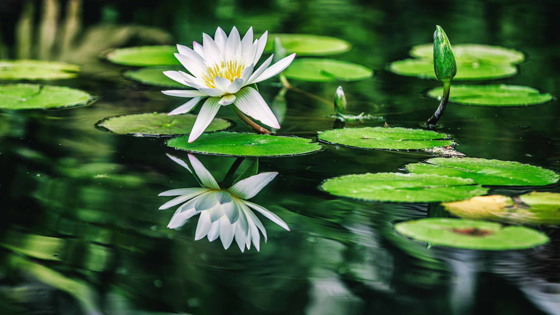 White Lotus Flower in Bloom During Daytime. Wallpaper in 1920x1080 Resolution