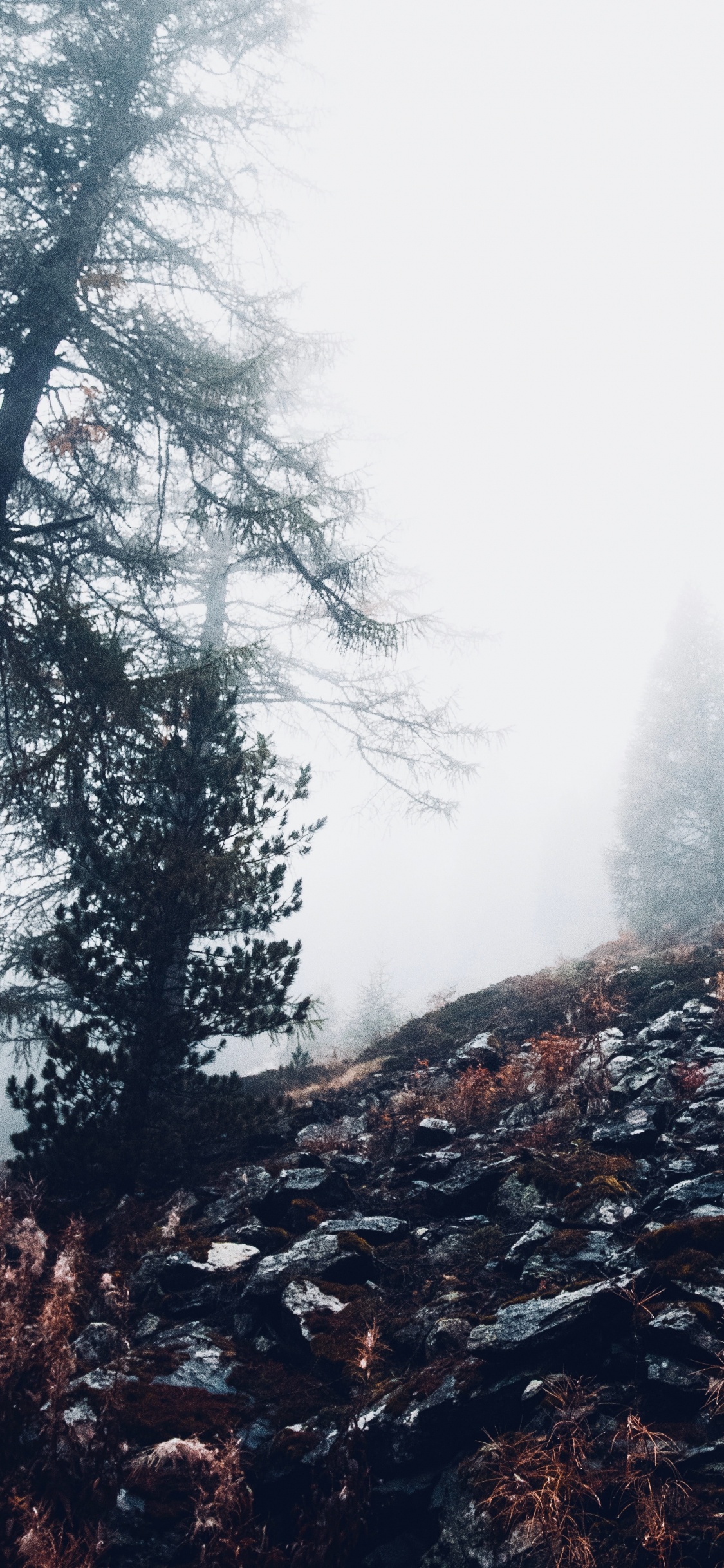 Cloud, Wald, Natürlichen Umgebung, Baum, Wildnis. Wallpaper in 1125x2436 Resolution