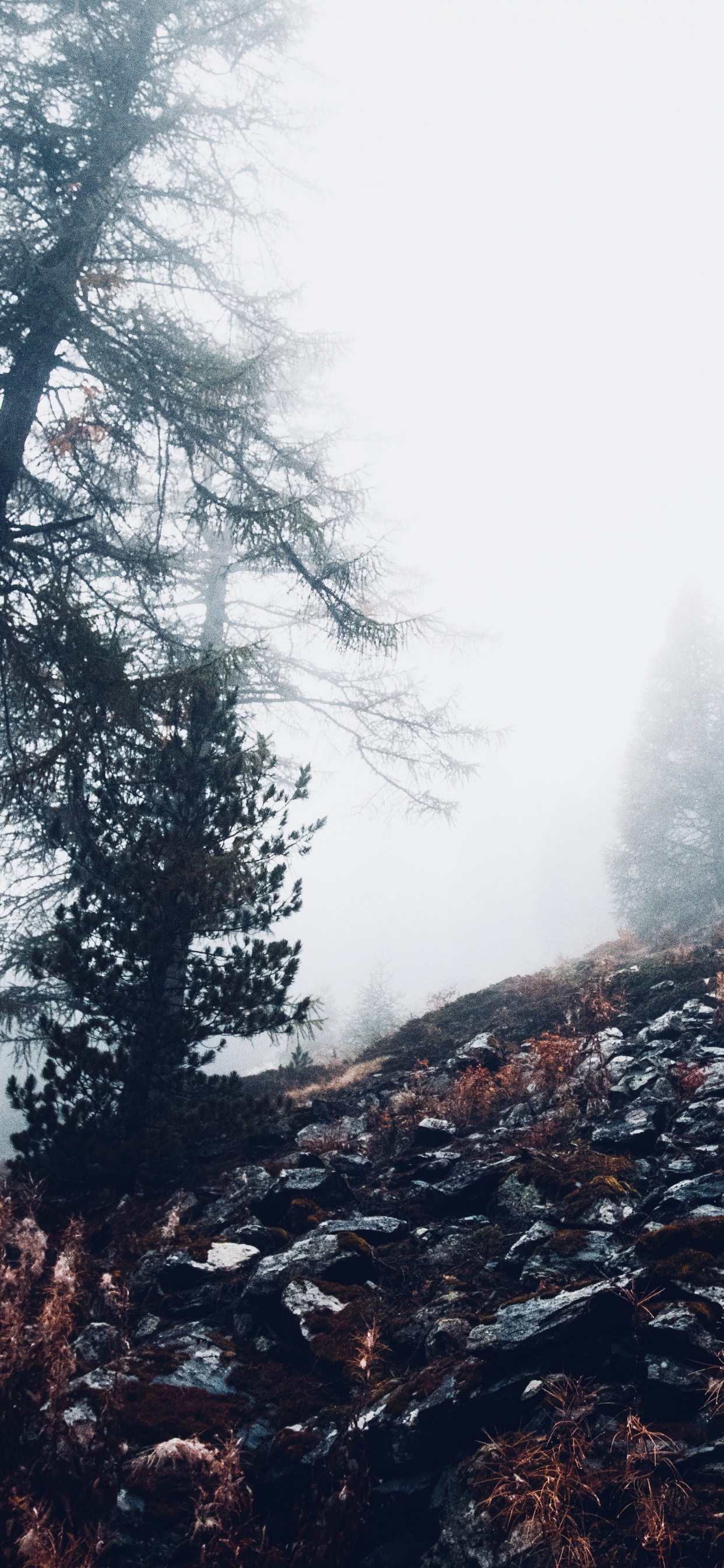 Cloud, Wald, Natürlichen Umgebung, Baum, Wildnis. Wallpaper in 1242x2688 Resolution