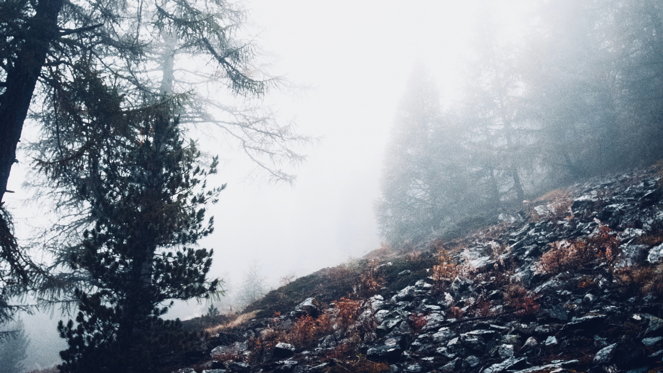 Cloud, Wald, Natürlichen Umgebung, Baum, Wildnis. Wallpaper in 1366x768 Resolution
