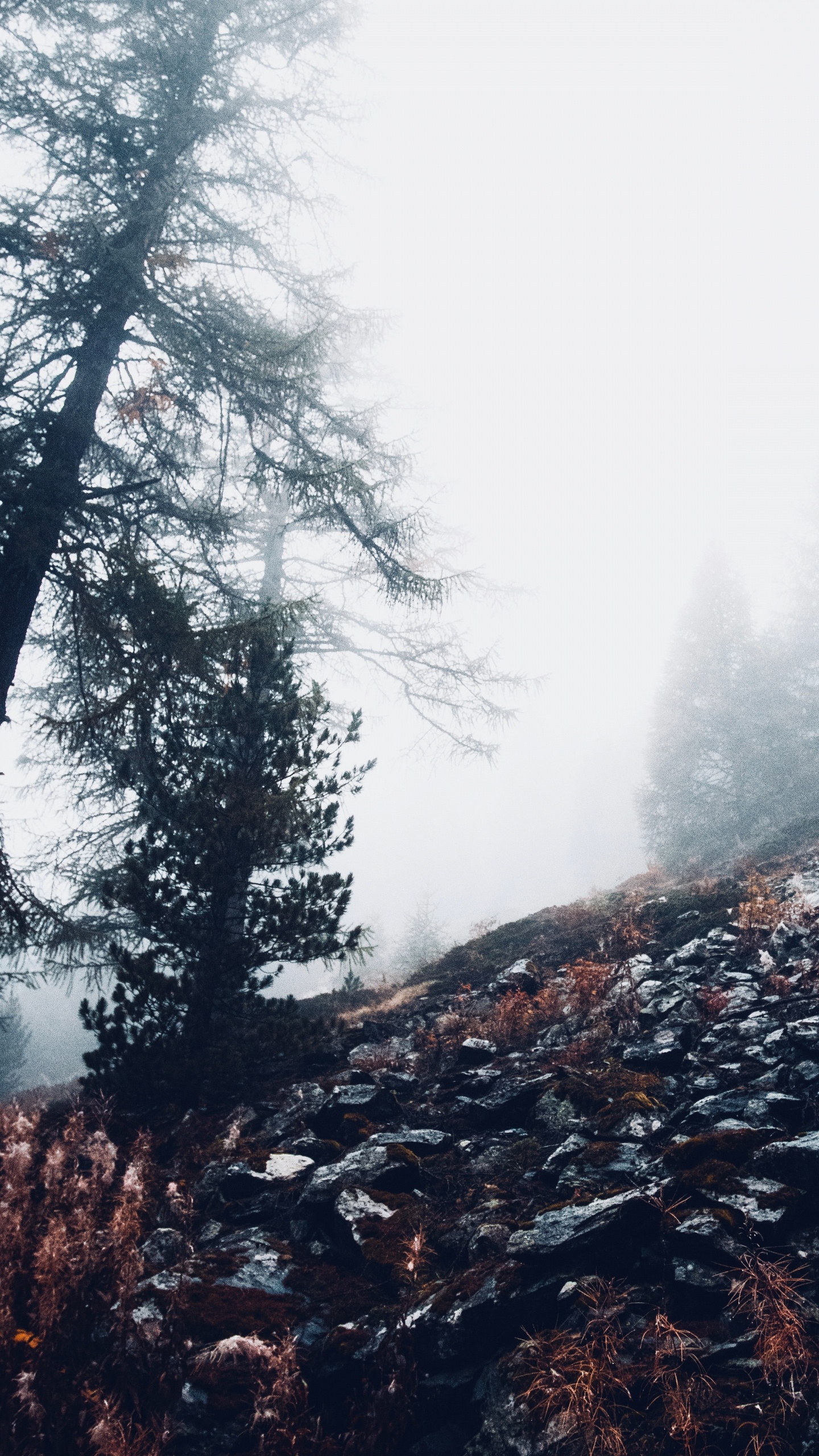 Cloud, Wald, Natürlichen Umgebung, Baum, Wildnis. Wallpaper in 1440x2560 Resolution